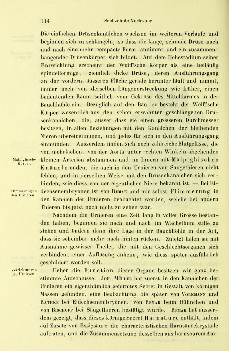 Die einfachen Drlisenkanälchen wachsen im weiteren Verlaufe und beginnen sich zu schlängeln, so dass die lange, schmale Drüse nach und nach eine mehr compacte Form annimmt und ein zusammen- hängender Drüsenkörper sich bildet. Auf dem Höhestadium seiner Entwicklung erscheint der Wolff'sche Körper als eine beiläufig spindelförmige, ziemlich dicke Drüse, deren Ausführungsgang an der \'ordern, äusseren Fläche gerade herunter läuft und nimmt, immer noch von derselben Längenerstreckung wie früher, einen bedeutenden Raum seitlich vom Gekröse des Mitteldarmes in der Bauchhöhle ein. Bezüglich auf den Bau, so besteht der Wolff'sche Körper wesentlich aus den schon erwähnten geschlängelten Drü- senkanälchen, die, ausser dass sie einen grösseren Durchmesser besitzen, in allen Beziehungen mit den Kanälchen der bleibenden Nieren übereinstimmen, und jedes für sich in den Ausführungsgang einmünden. Ausserdem finden sich noch zahlreiche Blutgefässe, die von mehrfachen, von der Aorta unter rechten Winkeln abgehenden Maipighische klciucn Arterien abstammen und im Innern mit Mal pi ghis ch en Körper. ^ ^ Knäueln enden, die auch in den Urnieren von Säugethieren nicht fehlen, und in derselben Weise mit den Drüsenkanälchen sich ver- binden, wie diess von der eigentlichen Niere bekannt ist. — Bei Ei- Fiimmerung in dechsenembrvonen ist von Remak uud mir selbst Flimmerung in den Urnieren. den Kanälen der Urnieren beobachtet worden, welche bei andern Thieren bis jetzt noch nicht zu sehen war. Nachdem die Urnieren eine Zeit lang in voller Grösse bestan- den haben, beginnen sie nach und nach im Wachsthum stille zu stehen und ändern dann ihre Lage in der Bauchhöhle in der Art, dass sie scheinbar mehr nach hinten rücken. Zuletzt fallen sie mit Ausnahme gewisser Theile, die mit den Geschlechtsorganen sich verbinden, einer Auflösung anheim , wie diess später ausführlich geschildert werden soll. Verrichtungen Ucbcr dic Functiou dicscr Oreane besitzen wir sanz be- der Urnieren. ^ Stimmte Aufschlüsse. Joh. Müller hat zuerst in den Kanälchen der Urnieren ein eigenthümlich geformtes Secret in Gestalt von körnigen Massen gefunden, eine Beobachtung, die später von Volkmann und Rathke bei Eidechsenembryonen, von Remak beim Hühnchen und von Bischoff bei Säugethieren bestätigt wurde. Remak hat ausser- dem gezeigt, dass dieses körnige Secret Harnsäure enthält, indem auf Zusatz von Essigsäure die characteristischen Harnsäurekrystalle auftraten, und die Zusammensetzung desselben aus harnsaurem Am-