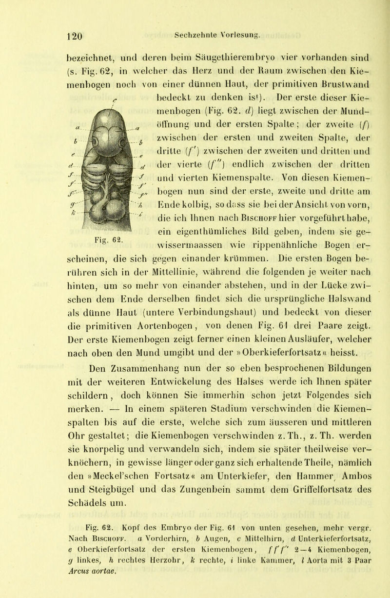 bezeichnet, und deren beim Säugethierembryo vier vorhanden sind (s. Fig. 62, in welcher das Herz und der Raum zwischen den Kie- menbogen noch von einer dünnen Haut, der primitiven Brustwand bedeckt zu denken is'). Der erste dieser Kie- menbogen (Fig. 62. d) liegt zwischen der Mund- öffnung und der ersten Spalte; der zweite (f) zwischen der ersten und zweiten Spalte, der dritte (/) zwischen der zweiten und dritten und der vierte (/) endlich zwischen der dritten und vierten Kiemenspalte. Von diesen Kiemen- bogen nun sind der erste, zweite und dritte am Endekolbig, sodass sie bei der Ansicht von vorn, die ich Ihnen nach Bischoff hier vorgeluhrthabe, ein eigenlhUmliches Bild geben, indem sie ge- wissermaassen wie rippenähniiche Bogen er- scheinen, die sich gegen einander krümmen. Die ersten Bogen be- rühren sich in der Mittellinie, während die folgenden je w^eiter nach hinten, um so mehr von einander abstehen, und in der Lücke zwi- schen dem Ende derselben findet sich die ursprüngliche Halswand als dünne Haut (untere Verbindungshaut) und bedeckt von dieser die primitiven Aortenbogen , von denen Fig. 61 drei Paare zeigt. Der erste Kiemenbogen zeigt ferner einen kleinen Ausläufer, w^elcher nach oben den Mund umgibt und der «Oberkieferfortsatz« heisst. Den Zusammenhang nun der so eben besprochenen Bildungen mit der weiteren Entwickelung des Halses werde ich Ihnen später schildern , doch können Sie immerhin schon jetzt Folgendes sich merken. — In einem späteren Stadium verschwinden die Kiemen- spalten bis auf die erste, welche sich zum äusseren und mittleren Ohr gestaltet; die Kiemenbogen verschwinden z.Th., z. Th. werden sie knorpelig und verwandeln sich, indem sie später theilweise ver- knöchern, in gewisse länger oder ganz sich erhaltende Theile, nämlich den »Meckel'schen Fortsatz« am Unterkiefer, den Hammer^ Ambos und Steigbügel und das Zungenbein sammt dem Griffelfortsatz des Schädels um. Fig. 62. Kopf des Embryo der Fig. 61 von unten gesehen, mehr vergr. Nach Bischoff. a Vorderhirn, b Augen, c Mittelhirn, d ünterkieferfortsatz, e Oberkieferfortsatz der ersten Kiemenbogen, fff 2—4 Kiemenbogen, g linkes, h rechtes Herzohr, k rechte, i linke Kammer, / Aorta mit 3 Paar Arcus aortae. Fig. 62.