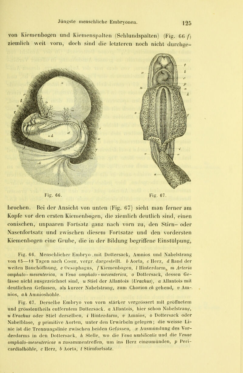 von Kiemenbogen und Kiomenspalten (Schlundspallen) (Fig. 66 f) ziemlich weit vorn, doch sind die letzteren noch nicht durchge- hrochen. Bei der Ansicht von unten (Fig. 67) sieht man ferner am Kopfe vor den ersten Kiemenbogen, die ziemlich deutlich sind, einen conischen, unpaaren Fortsatz ganz nach vorn zu, den Stirn- oder Nasenfortsatz und zwischen diesem Forlsatze und den vordersten Kiemenbogen eine Grube, die in der Bildung begriffene Einstülpung, Fig. 66. Menschlicher Embryo .mit Dottersack, Amnios und Nabelstrang von 15—18 Tagen nach Coste, vergr. dargestellt. 6 Aorta, c Herz, d Rand der weiten Bauchöffnung, e Oesophagus, /Kiemenbogen, i Hinterdarm, m Arteria omphalo- mesenterica, n Vena omphalo - mesenterica, o Dottersack, dessen Ge- fässe nicht ausgezeichnet sind, u Stiel der Allantois {Urachus), a Allantois mit deutlichen Gefässen, als kurzer Nabelstrang, zum Chorion ch gehend, v Am-, nios, ah Aranioshöhle. Fig. 67. Derselbe Embryo von vorn stärker vergrössert mit geöffnetem und grösstentheils entferntem Doltersack. a Allantois, hier schon Nabelstrang, u Urachus oder Stiel derselben, i Hinterdarm, v Amnios, o Dottersack oder Nabelblase, g primitive Aorten, unter den Urwirbeln gelegen ; die weisse Li- nie ist die Trennungslinie zwischen beiden Gefassen, x Ausmündung des Vor- derdarms in den Dottersack, h Stelle, wo die Vena umbilicalis und die Venae omphalo-mesentericae n zusammentreffen, um ins Herz einzumünden, p Peri- cardialhöhle, c Herz, b Aorta, t Stirnfortsatz.