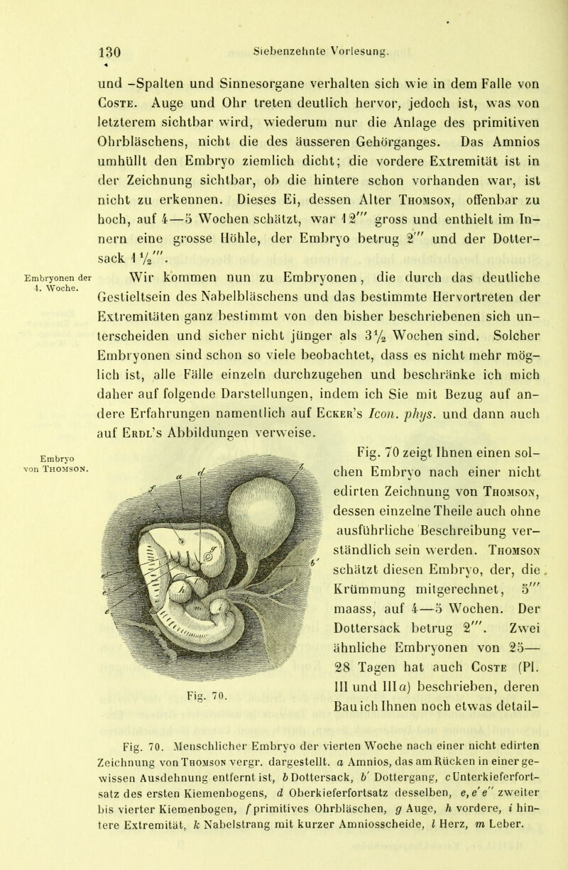 und -Spalten und Sinnesorgane verhalten sich wie in dem Falle von CosTE. Auge und Ohr treten deutlich hervor, jedoch ist, was von letzterem sichtbar wird, wiederum nur die Anlage des primitiven Ohrbläschens, nicht die des äusseren Gehörganges. Das Amnios umhüllt den Embryo ziemlich dicht; die vordere Extremität ist in der Zeichnung sichtbar, ob die hintere schon vorhanden war, ist nicht zu erkennen. Dieses Ei, dessen Alter Thomson, olfenbar zu hoch, auf 4—5 Wochen schätzt, war 12' gross und enthielt im In- nern eine grosse Höhle, der Embryo betrug 2  und der Dotter- sack 1 Ys'. Embryonen der Wir kommcu uuu ZU Embrvonen , die durch das deutliche 4. Woche. Gestieltsein des Nabelbläschens und das bestimmte Hervortreten der Extremitäten ganz bestimmt von den bisher beschriebenen sich un- terscheiden und sicher nicht jünger als Wochen sind. Solcher Embryonen sind schon so viele beobachtet, dass es nicht mehr mög- lich ist, alle Fälle einzeln durchzugehen und beschränke ich mich daher auf folgende Darstellungen, indem ich Sie mit Bezug auf an- dere Erfahrungen namentlich auf Ecker's Icon. phys. und dann auch Fig. 70 zeigt Ihnen einen sol- chen Embryo nach einer nicht edirten Zeichnung von Thomson, dessen einzelne Theile auch ohne ausführliche Beschreibung ver- ständlich sein werden. Thomson schätzt diesen Embryo, der, die Krümmung mitgerechnet, 5' maass, auf 4—5 Wochen. Der Dottersack betrug 2'. Zwei ähnliche Embryonen von 25— 28 Tagen hat auch Coste (PI. III und Illa) beschrieben, deren Bau ich Ihnen noch etwas detail- Fig. 70. Mensciilicher Embryo der vierten Woche nach einer nicht edirten Zeichnung von Thomson vergr. dargestellt, a Amnios, das am Rücken in einer ge- wissen Ausdehnung entfernt ist, 6 Dottersack, 6'Dottergang, c Unterkieferfort- satz des ersten Kiemenbogens, d Oberkieferfortsatz desselben, e, e'e zweiter bis vierter Kiemenbogen, /primitives Ohrbläschen, ^ Auge, /i vordere, e hin- tere Extremität, k Nabelstrang mit kurzer Amniosscheide, l Herz, m Leber.