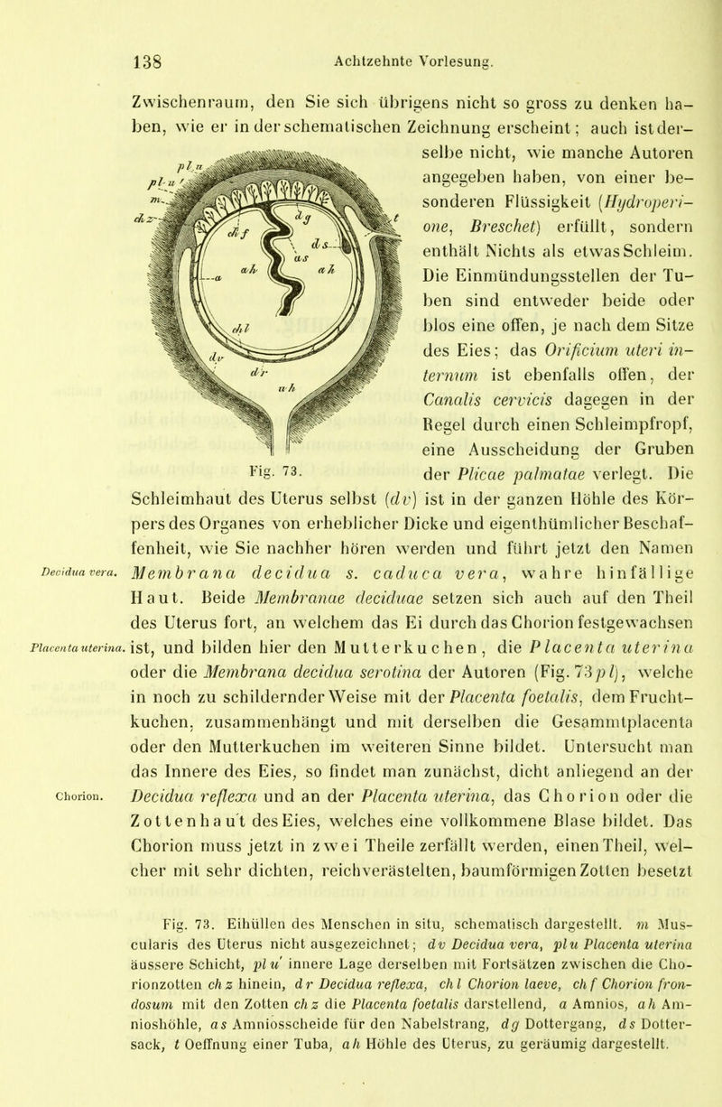 Zwischenraum, den Sie sich übrigens nicht so gross zu denken ha- ben, wie er in der schemalischen Zeichnung erscheint; auch istder- selbe nicht, wie manche Autoren angegeben haben, von einer be- sonderen Flüssigkeit [Hydroperi- o?ie, Breschet) erfüllt, sondern enthält Nichts als etwas Schleim. Die Einmündungssteilen der Tu- ben sind entweder beide oder blos eine offen, je nach dem Sitze des Eies; das Orificium uteri in- ternum ist ebenfalls offen, der Canalis cervicis dagegen in der Begel durch einen Schleimpfropf, eine Ausscheidung der Gruben t'ig- 73. Plicae palmatae verlegt. Die Schleimhaut des Uterus selbst {dv) ist in der ganzen Höhle des Kör- pers des Organes von erheblicher Dicke und eigenthümlicher Beschaf- fenheit, wie Sie nachher hören werden und führt jetzt den Namen Deeiduavera. Meiuhi'ancL deciduci s. cadicca Vera, wahre hinfällige Haut. Beide Membranae deciduae setzen sich auch auf den Theil des Uterus fort, an welchem das Ei durch das Chorion festgewachsen Fincentauterina. \si, uud büdcu hier dcu M u11c rku chcn , die Placen ta uterina oder die Membrana decidua serotina der Autoren (Fig. 73;;/), welche in noch zu schildernder Weise mit der Placenta foetalis, dem Frucht- kuchen, zusammenhängt und mit derselben die Gesammtplacenta oder den Mutterkuchen im weiteren Sinne bildet. Untersucht man das Innere des Eies, so findet man zunächst, dicht anliegend an der Chorion. Decidua reflexa und an der Placenta uterina, das Ghorion oder die Zotten haut des Eies, w'elches eine vollkommene Blase bildet. Das Chorion muss jetzt in zwei Theile zerfällt werden, einen Theil, wel- cher mit sehr dichten, reichverästelten, baumförmigenZotten besetzt Fig. 73. Eihüllen des Menschen in situ, schemalisch dargestellt, m Mus- cularis des Uterus nicht ausgezeichnet; dv Decidua vera, ^ilu Placenta uterina äussere Schicht, 'plu innere Lage derselben mit Fortsätzen zwischen die Cho- rionzotten chz hinein, dr Decidua reflexa, cht Chorion laeve, chf Chorion fron- dosum mit den Zotten c/is die P/acento/befafe darstellend, a Aranios, ah Am- nioshöhle, as Amniosscheide für den Nabelstrang, dg Dottergang, ds Dotter- sack, t Oeffnung einer Tuba, ah Höhle des Uterus, zu geräumig dargestellt.