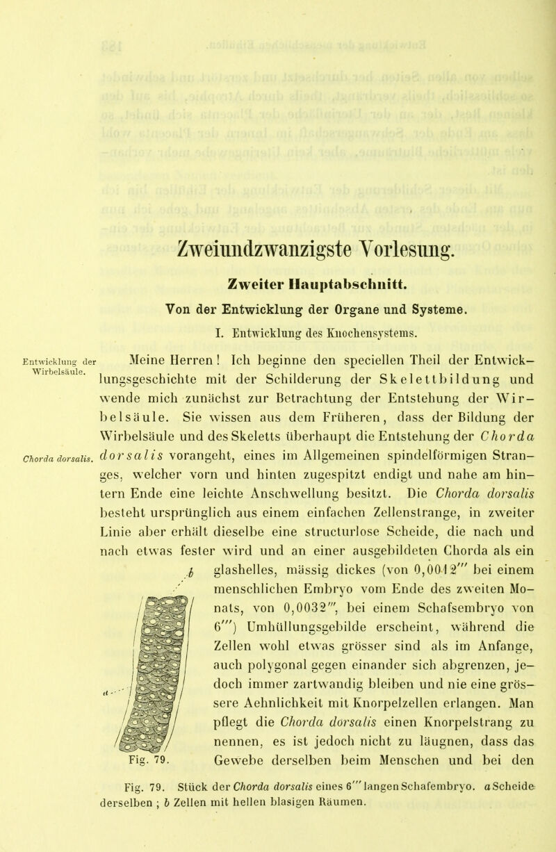 Zweiimdzwanzigste Vorlesung. Zweiter Hauptabschnitt. Von der Entwicklung der Organe und Systeme. I. Entwicklung des Knocliensysteins. Entwicklung der Meine Herren! Ich beginne den speciellen Theil der Entwick— iresaue. lyj^gggeschichte mit der Schilderung der Skelettbildung und wende mich zunächst zur Betrachtung der Entstehung der Wir- belsäule. Sie wissen aus dem Früheren, dass der Bildung der Wirbelsäule und des Skeletts überhaupt die Entstehung der Chorda Chorda dorsaiis. doTsaHs Vorangeht, eines im Allgemeinen spindelförmigen Stran- ges, welcher vorn und hinten zugespitzt endigt und nahe am hin- tern Ende eine leichte Anschwellung besitzt. Die Chorda dorsaiis besteht ursprünglich aus einem einfachen Zellenstrange, in zweiter Linie aber erhält dieselbe eine structurlose Scheide, die nach und nach etwas fester wird und an einer ausgebildeten Chorda als ein ,1 glashelles, massig dickes (von 0,0012' bei einem menschlichen Embryo vom Ende des zweiten Mo- nats, von 0,0032', bei einem Schafsembryo von 6') Umhüllungsgebilde erscheint, während die Zellen wohl etwas grösser sind als im Anfange, auch polygonal gegen einander sich abgrenzen, je- doch immer zartw^andig bleiben und nie eine grös- sere Aehnlichkeit mit Knorpelzellen erlangen. Man pflegt die Chorda dorsaiis einen Knorpelstrang zu nennen, es ist jedoch nicht zu läugnen, dass das Gewebe derselben beim Menschen und bei den Fig. 79. Stück der C/iorda dor5aZ25 eines 6'langen Schafembryo. aScheide derselben ; h Zellen mit hellen blasigen Räumen.