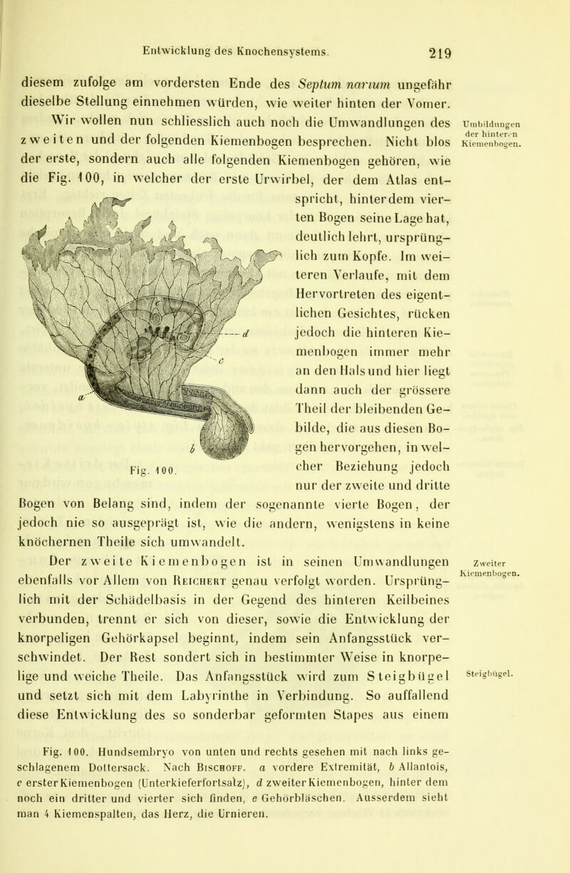 diesem zufolge am vordersten Ende des Septum narium ungefähr dieselbe Stellung einnehmen vsürden, wie weiter hinten der Yomer. Wir wollen nun schliesslich auch noch die Umwandlungen des Umbildungen zweiten und der folgenden Kiemenbogen besprechen. Nicht blos Kieiiionbogen. der erste, sondern auch alle folgenden Kiemenbogen gehören, wie die Fig. 100, in welcher der erste ürwirbel, der dem Atlas ent- ^r^^'^ spricht, hinter dem vier- ten Bogen seine Lage hat, 'v _ . deutlich lehrt, ursprüng- r  ' , s ' r'^^^ lieh zum Kopfe. Im wei- teren Verlaufe, mit dem Hervortreten des eigent- lichen Gesichtes, rücken jedoch die hinteren Kie- menbogen immer mehr an den Haisund hier liegt dann auch der grössere Theil der bleibenden Ge- bilde, die aus diesen Bo- gen hervorgehen, in wel- cher Beziehung jedoch nur der zweite und dritte Bogen von Belang sind, indem der sogenannte vierte Bogen, der jedoch nie so ausgeprägt ist, wie die andern, wenigstens in keine knöchernen Theile sich umwandelt. Der zweite Kiemenbogen ist in seinen Un)Wandlungen zweiter ebenfalls vor Allem von Beichert genau verfolgt worden. Ursprüng- lieh mit der Schädelbasis in der Gegend des hinteren Keilbeines verbunden, trennt er sich von dieser, sowie die Entw icklung der knorpeligen Gehörkapsel beginnt, indem sein Anfangsstück ver- schwindet. Der Best sondert sich in bestimmter Weise in knorpe- lige und weiche Theile. Das Anfangsstück wird zum Steigbügel stei-bügei. und setzt sich mit dem Labyrinthe in Verbindung. So auffallend diese Entwicklung des so sonderbar geformten Stapes aus einem Fig. 100. Hundsembryo von unten und rechts gesehen mit nach links ge- schlagenem Doltersack. Nach Bischoff. a vordere Extremität, b Allanlois, c ersterKiemenbogen (ünterkieferfortsalz), d zweiter Kiemenbogen, hinter dem noch ein dritter und vierter sich finden, e Gehörbläschen. .Ausserdem sieht man 4 Kiemenspalten, das Herz, die Urnieren. 6 ' Fig. 100.
