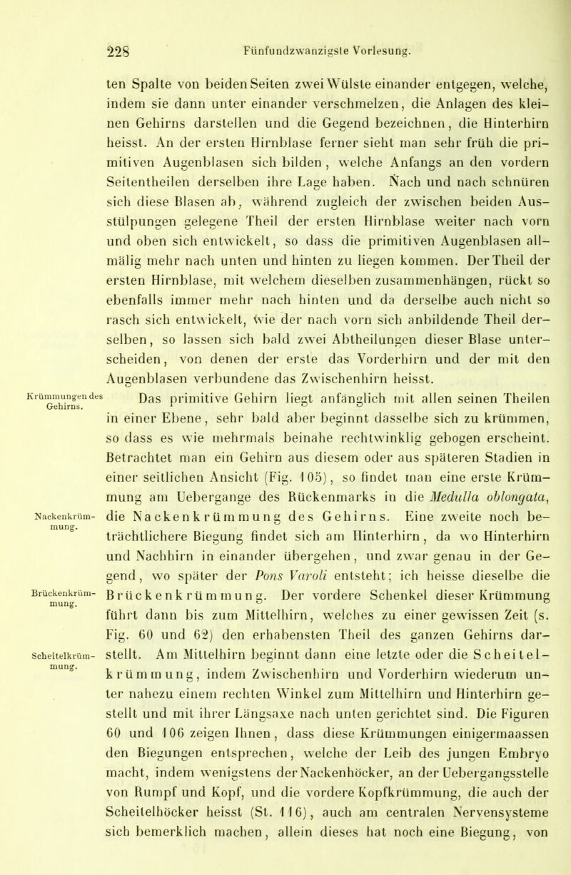 len Spalte von beidenSeiten zweiWiilsle einander entgegen, welche, indem sie dann unter einander verschmelzen, die Anlagen des klei- nen Gehirns darstellen und die Gegend bezeichnen, die Hinterhirn heisst. An der ersten Hirnblase ferner sieht man sehr früh die pri- mitiven Augenblasen sich bilden welche Anfangs an den vordem Krümmungen des Gehirns. ^^ackenkrüm- mung-. Brückenkrüm- mung-. Scheitelkrüm- mung, Seitentheilen derselben ihre Lage haben. iXach und nach schnüren sich diese Blasen ab^ während zugleich der zwischen beiden Aus- stülpungen gelegene Theil der ersten Hirnblase weiter nach vorn und oben sich entwickelt, so dass die primitiven Augenblasen all- mälig mehr nach unten und hinten zu liegen kommen. Der Theil der ersten Hirnblase, mit welchem dieselben zusammenhängen, rückt so ebenfalls immer mehr nach hinten und da derselbe auch nicht so rasch sich entwickelt, <vie der nach vorn sich anbildende Theil der- selben, so lassen sich bald zwei Abtheilungen dieser Blase unter- scheiden, von denen der erste das Vorderhirn und der mit den Augenblasen verbundene das Zwischenhirn heisst. Das primitive Gehirn liegt anfänglich mit allen seinen Theilen in einer Ebene, sehr bald aber beginnt dasselbe sich zu krümmen, so dass es wie mehrmals beinahe rechtwinklig gebogen erscheint. Betrachtet man ein Gehirn aus diesem oder aus späteren Stadien in einer seitlichen Ansicht (Fig. 105), so findet man eine erste Krüm- mung am Uebergange des Rückenmarks in die MeduUa oblongata, die Nackenkrümmun» des Gehirns. Eine zweite noch be- da wo Hinterhirn und Nachhirn in einander übergehen, und zwar genau in der Ge- gend, wo später der Pons Varoli entsteht; ich heisse dieselbe die Brückenkrümmung. Der vordere Schenkel dieser Krümmung führt dann bis zum Mittelhirn, welches zu einer gewissen Zeit (s. Fig. 60 und 62) den erhabensten Theil des ganzen Gehirns dar- stellt. Am Mitlelhirn beginnt dann eine letzte oder die Scheitel- krümmung, indem Zwischenhirn und Vorderhirn wiederum un- ter nahezu einem rechten Winkel zum Mittelhirn und Hinterhirn »e- stellt und mit ihrer Längsaxe nach unten gerichtet sind. Die Figuren 60 und 106 zeigen Ihnen , dass diese Krümmungen einigermaassen den Biegungen entsprechen, welche der Leib des jungen Embryo macht, indem wenigstens der Nackenhöcker, an der üebergangsstelle von Rumpf und Kopf, und die vordere Kopfkrümmung, die auch der Scheitelhöcker heisst (St. 116), auch am centralen Nervensysteme von trächtlichere Biegung findet sich am Hinterhirn, sich bemerklich machen allein dieses hat noch eine Biegung,