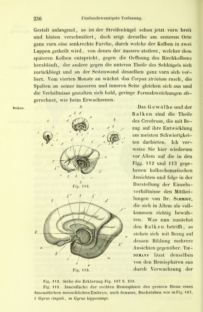 Balken. Gestalt anlangend, so ist der Streifenhügel schon jetzt vorn breit und hinten verschmälert, doch zeigt derselbe am ersteren Orte ganz vorn eine senkrechte Furche, durch welche der Kolben in zwei Lappen getheilt wird , von denen der äussere steilere , welcher dem späteren Kolben entspricht, gegen die Oeffnung des Riechkolbens herabläuft, der andere gegen die unteren Theile des Sehhügels sich zurückbiegt und an der Seitenwand desselben ganz vorn sich ver- liert. Vom vierten Monate an wächst das Corpus striaium rasch, die Spalten an seiner äusseren und inneren Seite gleichen sich aus und die Verhältnisse gestalten sich bald, geringe Formabweichungen ab- gerechnet, wie beim Erwachsenen. 3. Das Gewölbe und der Balken sind die Theile des Cerehrum^ die mit Be- zug auf ihre Entwicklung am meisten Schwierigkei- ten darbieten. Ich ver- weise Sie hier wiederum vor Allem auf die in den Figg. \ \ % und \ \ 3 gege- benen halbschematischen Ansichten und folge in der Darstellung der Einzeln- verhällnisse den Mitthei- lungen von Dr. Schmidt, die sich in Allem als voll- kommen richtig bewäh- ren. Was nun zunächst den Balken betrifft, so stehen sich mit Bezug auf dessen Bildung mehrere Fig. WZ. Ansichten gegenüber. Tie- DEMANN lässt denselben von den Hemisphären aus durch Verwachsung der Fig. 112. Siehe die Erklärung Fig. 107 S. 232. Fig. 113. Innenfläche der rechten Hemisphäre des grossen Hirns eines 6nnonatlichen menschlichen Embryo, nach Schmidt, Buchstaben wie in Fig. 107. l Gyrus cinguli, m Gyrus hippocampi.