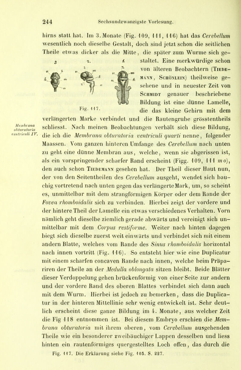 hirns statt hat. Im 3. Monate (Fig. 109, 111,116) hat das Cerehellum wesentlich noch dieselbe Gestalt, doch sind jetzt schon die seitlichen Theile etwas dicker als die Mitte, die später zum Wurme sich ge- verlängerten Marke verbindet und die Rautengrube grösstentheils durltlria schlicsst. Nach meinen Beobachtungen verhält sich diese Bildung, tricniiiv. clie ich die Membrana ohturatoria ventriculi quarli nenne, folgender Maassen. Vom ganzen hinleren Umfange des Cerehellum nach unten zu geht eine dünne Membran aus, welche, wenn sie abgerissen ist, als ein vorspringender scharfer Rand erscheint (Figg. 109, III mo), den auch schon Tiedemaniv gesehen hat. Der Theil dieser Haut nun, der von den Seitentheilen des Cerehellum ausgeht, wendet sich bau- chig vortretend nach unten gegen das verlängerte Mark, um, so scheint es, unmittelbar mit dem strangförmigen Körper oder dem Rande der Fovea rhomhoidalis sich zu verbinden. Hierbei zeigt der vordere und der hintere Theil der Lamelle ein etwas verschiedenes Verhalten. Vorn nämlich geht dieselbe ziemlich gerade abwärts und vereinigt sich un- mittelbar mit dem Corpus restiforme. Weiter nach hinten dagegen biegt sich dieselbe zuerst weit einwärts und verbindet sich mit einem andern Blatte, welches vom Rande des Sinus rhomhoidalis horizontal nach innen vortritt (Fig. 116). So entsteht hier wie eine Duplicatur mit einem scharfen concaven Rande nach innen, welche beim Präpa- riren der Theile an der Medulla oblongata sitzen bleibt. Beide Blätter dieser Verdoppelung gehen brückenförmig von einer Seite zur andern und der vordere Rand des oberen Blattes verbindet sich dann auch mit dem Wurm. Hierbei ist jedoch zu bemerken, dass die Duplica- tur in der hinteren Mittellinie sehr wenig entwickelt ist. Sehr deut- lich erscheint diese ganze Bildung im 4. Monate, aus w^elcher Zeit die Fig 11 8 entnommen ist. Bei diesem Embryo erschien die Mem- brana ohturatoria mit ihrem oberen, vom Cei^ehellum ausgehenden Theile wie ein besonderer zweibäuchiger Lappen desselben und liess hinten ein rautenförmiges quergestelltes Loch offen, das durch die Fig. \ \1. 1. Staltet. Eine merkwürdige schon von älteren Beobachtern (Tiede- MAXN, ScHöNLEiiv) theilwcise ge- sehene und in neuester Zeit von Schmidt genauer beschriebene Bildung ist eine dünne Lamelle, die das kleine Gehirn mit dem