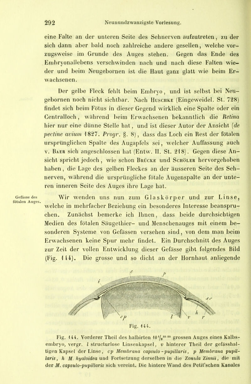 eine Falte an der unteren Seite des Sehnerven aufzutreten, zu der sich dann aber bald noch zahlreiche andere gesellen, welche vor- zugsweise im Grunde des Auges stehen. Gegen das Ende des Embryonallebens verschwinden nach und nach diese Falten wie- der und beim Neugebornen ist die Haut ganz glatt wie beim Er- wachsenen. Der gelbe Fleck fehlt beim Embryo, und ist selbst bei Neu- gebornen noch nicht sichtbar. Nach Huschke (Eingeweidel. St, 728) findet sich beim Fötus in dieser Gegend wirklich eine Spalte oder ein Gentralloch, während beim Erwachsenen bekanntlich die Retina hier nur eine dünne Stelle hat, und ist dieser Autor der Ansicht {de pectine avium 1827. Progr. §. 8), dass das Loch ein Rest der fötalen ursprünglichen Spalte des Augapfels sei, welcher Auffassung auch V. Baer sich angeschlossen hat (Entw. II. St. 218). Gegen diese An- sicht spricht jedoch , wie schon Brücke und Schöler hervorgehoben haben, die Lage des gelben Fleckes an der äusseren Seite des Seh- nerven, während die ursprüngliche fötale Augenspalte an der unte- ren inneren Seile des Auges ihre Lage hat. Gefässedes Wir wcndcu uns nun zum Glaskörper und zur Linse, fötalen Auges. welche in mehrfacher Beziehung ein besonderes Interesse beanspru- chen. Zunächst bemerke ich Ihnen, dass beide durchsichtigen Medien des fötalen Säugethier- und Menscbenauges mit einem be- sonderen Systeme von Gefässen versehen sind, von dem man beim Erwachsenen keine Spur mehr findet. Ein Durchschnitt des Auges zur Zeit der vollen Entwicklung dieser Gefässe gibt folgendes Bild (Fig. 144). Die grosse und so dicht an der Hornhaut anliegende Fig. U4. Fig. 144. Vorderer Theil des halbirten loy^^'^^ grossen Auges eines Kalbs- embryo, vergr. l slructurlose Linsenkapsel, v hinterer Theil der gefässhal- tigen Kapsel der Linse, cp Membrana capsulo -pupillaris, p Membrana pupil- laris, h M. hyaloidea und Fortsetzung derselben in die Zonula Zinnii, die mit der M. capsulo-pupillaris sich vereint. Die hintere Wand des Petit'schen Kanales