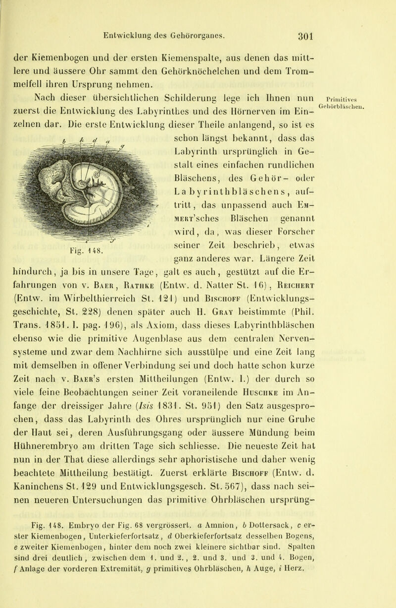 der Kiemenbogen und der ersten Kiemenspalte, aus denen das mitt- lere und äussere Ohr samml den Gehörknöchelchen und dem Trom- melfell ihren Ursprung nehmen. Nach dieser übersichtlichen Schilderung lege ich Ihnen nun Primitives zuerst die Entwicklung des Labyrinthes und des Hörnerven im Ein- ^''^'^'''^^^''^'^ zelnen dar. Die erste Entwicklung dieser Theile anlangend, so ist es schon längst bekannt, dass das Labyrinth ursprünglich in Ge- stalt eines einfachen rundlichen Bläschens, des Gehör- oder Labyrinthbläschens, auf- tritt , das unpassend auch Em- MERi'sches Bläschen genannt wird, da, was dieser Forscher seiner Zeit beschrieb, etwas ganz anderes war. Längere Zeit hindurch, ja bis in unsere Tage, galt es auch, gestützt auf die Er- fahrungen von V. Baer, Rathke (Entw. d. Natter St. 16), Reichert (Entw. im Wirbelthierreich St. 121) und Bischoff (Entwicklungs- geschichte, St. denen später auch H. Gray beistimmte (Phil. Trans. 1851. L pag. 196), als Axiom, dass dieses Labyrinthbläschen ebenso wie die primitive Augenblase aus dem centralen Nerven- systeme und zwar dem Nachhirne sich ausstülpe und eine Zeit lang mit demselben in offener Verbindung sei und doch hatte schon kurze Zeit nach v. Baer's ersten Mittheilungen (Entw. 1.) der durch so viele feine Beobachtungen seiner Zeit voraneilende Huschke im An- fange der dreissiger Jahre [Isis 1831. St. 951) den Satz ausgespro- chen, dass das Labyrinth des Ohres ursprünglich nur eine Grube der Haut sei, deren Ausführungsgang oder äussere Mündung beim Hühnerembryo am dritten Tage sich schliesse. Die neueste Zeit hat nun in der That diese allerdings sehr aphoristische und daher wenig beachtete Mittheilung bestätigt. Zuerst erklärte Bischoff (Entw. d. Kaninchens St. 129 und Entwicklungsgesch. St. 567), dass nach sei- nen neueren Untersuchungen das primitive Ohrbläschen ursprüng- Fig. 148. Embryo der Fig. 68 vergrössert. a Amnion, 6 Dottersack, c er- ster Kiemenbogen, Unterkieferfortsatz , d Oberkieferfortsatz desselben Bogens, e zweiter Kiemenbogen, hinter dem noch zwei kleinere sichtbar sind. Spalten sind drei deutlich, zwischen dem 1. und 2., 2, und 3. und 3. und 4. Bogen, /Anlage der vorderen Extremität, g primitives Ohrbläschen, h Auge, i Herz.