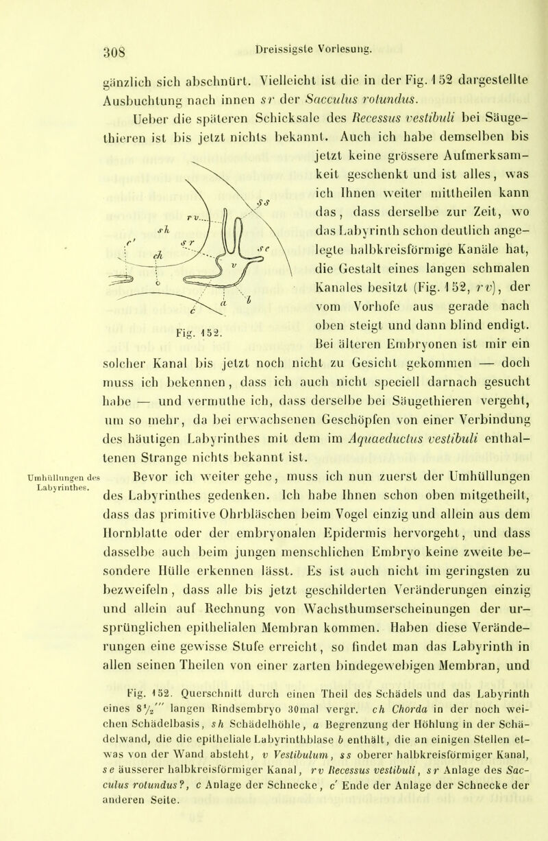 Umhüllungen dt Labyrinthes. Fie;. 152. gänzlich sich abschnürt. Vielleicht ist die in der Fig. 152 dargestellte Ausbuchtung nach innen sr der Saccuhis rohindus. lieber die späteren Schicksale des Recessus vestihuli bei Säuge- thieren ist bis jetzt nichts bekannt. Auch ich habe demselben bis jetzt keine grössere Aufmerksam- keit geschenkt und ist alles , was ich Ihnen weiter mittheilen kann das, dass derselbe zur Zeit, wo das Labyrinth schon deutlich ange- legte halbkreisförmige Kanäle hat, die Gestalt eines langen schmalen Kanales besitzt (Fig. 152, rv)^ der vom Vorhofe aus gerade nach oben steigt und dann blind endigt. Bei älteren Embryonen ist mir ein solcher Kanal bis jetzt noch nicht zu Gesicht gekommen — doch muss ich bekennen , dass ich auch nicht speciell darnach gesucht habe — und vermuthe ich, dass derselbe bei Säugethieren vergeht, um so mehr, da bei erwachsenen Geschöpfen von einer Verbindung des häutigen Labyrinthes mit dem im Aquaeductus vestihuli enthal- tenen Strange nichts bekannt ist. Bevor ich weiter gehe, muss ich nun zuerst der Umhüllungen des Labyrinthes gedenken. Ich habe Ihnen schon oben mitgetheilt, dass das primitive Ohrbläschen beim Vogel einzig und allein aus dem Hornblatte oder der embryonalen Epidermis hervorgeht, und dass dasselbe auch beim jungen menschlichen Embryo keine zweite be- sondere Hülle erkennen lässt. Es ist auch nicht im geringsten zu bezweifeln , dass alle bis jetzt geschilderten Veränderungen einzig und allein auf Rechnung von Wachsthumserscheinungen der ur- sprünglichen epithelialen Membran kommen. Haben diese Verände- rungen eine gewisse Stufe erreicht, so findet man das Labyrinth in allen seinen Theilen von einer zarten bindegewebigen Membran, und Fig. 152. Querschnitt durch einen Theil des Schädels und das Labyrinth eines 8%' langen Rindsembryo 30mal vergr. ch Chorda in der noch wei- chen Schädelbasis, sh Schädelhöhle, a Begrenzung der Höhlung in der Schä- delwand, die die epitheliale Labyrinthblase h enthält, die an einigen Stellen et- was von der Wand absteht, v Veslibulum, ss oberer halbkreisförmiger Kanal, se äusserer balbkreisförmiger Kanal, rv Recessus vestibuli, sr Anlage des Sac- culus rotundus?, c Anlage der Schnecke, c' Ende der Anlage der Schnecke der anderen Seile.