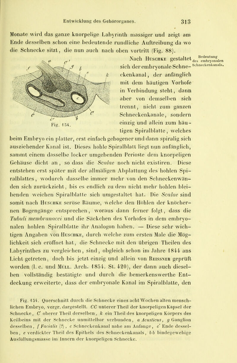 des embryonalen Schneckenkanals. Monate wird das ganze knorpelige Labyrinth massiger und zeigt am Ende desselben schon eine bedeutende rundliche Auftreibung da wo die Schnecke sitzt, die nun auch nach oben vortritt (Fig. 88). Nach HusGHKE gestaltet sich der embryonale Schne- ckenkanal , der anfänglich mit dem häutigen Vorhofe in Verbindung steht, dann aber von demsellien sich trennt, nicht zum ganzen Schneckenkanale, sondern /154 einzig und allein zum häu- tigen Spiralblatte, welches beim Embryo ein platter, erst einfach gebogener und dann spiralig sich ausziehender Kanal ist. Dieses hohle Spiralblalt liegt nun anfänglich, sammt einem dasselbe locker umgebenden Perioste dem knorpeligen Gehäuse dicht an, sodass die Scalae noch nicht existiren. Diese entstehen erst später mit der allmäligen Abplattung des hohlen Spi- ralblattes, wodurch dasselbe immer mehr von den Schneckenwän- den sich zurückzieht, bis es endlich zu dem nicht mehr hohlen blei- benden weichen Spiralblatte sich umgestaltet hat. Die Scalae sind somit nach Huschke seröse Räume, welche den Höhlen der knöcher- nen Bogengänge entsprechen, woraus dann ferner folgt, dass die Tubuli membranacei und die Säckchen des Vorhofes in dem embryo- nalen hohlen Spiralblatte ihr Analogen haben. — Diese sehr wich- tigen Angaben von Huschke, durch welche zum ersten Male die Mög- lichkeit sich eröfTnet hat, die Schnecke mit den übrigen Theilen des Labyrinthes zu vergleichen, sind, obgleich schon im Jahre 1844 ans Licht getreten, doch bis jetzt einzig und allein von Reissner geprüft worden (1. c. und Müll. Arch. 1854. St. 420), der dann auch diesel- ben vollständig bestätigte und durch die bemerkensvserthe Ent- deckung erweiterte, dass der embryonale Kanal im Spiralblalte, den Fig. 154. Querschnitt durcli die Schnecke eines acht Wochen alten mensch- lichen Emhryo, vergr. dargestellt. CC unterer Theil der knorpeligen Kapsel der Schnecke, C oberer Theil derselben, k ein Theil des knorpeligen Körpers des Keilbeins mit der Schnecke unmittelbar verbunden, a Acusticus, ^Ganglion desselben, f Facialis (?) , c Schneckenkanal nahe am Anfange, c' Ende dessel- ben, e verdickter Theil des Epithels des Schneckenkanals, bb bindegewebige Ausfüllungsmasse im Innern der knorpeligen Schnecke.