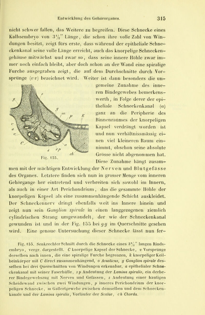 nicht schwer fallen, das Weitere zu begreifen. Diese Schnecke eines Kalbsembryo von Sy» Länge, die schon ihre volle Zahl von Win- dungen besitzt, zeigt fürs erste, dass während der epitheliale Schne- ckenkanal seine volle Länge erreicht, auch das knorpelige Schnecken- gehäuse mitwächst uud zwar so, dass seine innere Höhle zwar im- mer noch einfach bleibt, aber doch schon an der Wand eine spiralige Furche ausgegraben zeigt, die auf dem Durchschnitte durch Vor- sprünge [vv] bezeichnet wird. Weiter ist dann besonders die un- gemeine Zunahme des inne- men mit der mächtigen Entwicklung der Nerven und Blutgefässe des Organes. Letztere finden sich nun in grosser Menge vom inneren Gehörgange her eintretend und verbreiten sich sowohl im Innern, als auch in einer Art Perichondrium , das die gesammle Höhle der knorpeb'gen Kapsel als eine zusammenhängende Schicht auskleidet. Der Schneckennerv dringt ebenfalls weit ins Innere hinein und zeigt nun sein Ganglmi spir^ale in einen langgezogenen ziemlich cylindrischen Strang umgew^andelt, der wie der Schneckenkanal gewunden ist und in der Fig. 155 bei gg im Querschnitte gesehen wird. Eine genaue Untersuchung dieser Schnecke lässt nun fer- Fig. 155. SenkrecliterSclmitt durch die Sctinecke eines B^/J' langen Rinds- embryo, vergr. dargestellt. C knorpelige Kapsel der Schnecke, Vorsprünge derselben nach innen, die eine spiralige Furche begrenzen, k knorpeliger Keil- beinkörper mit C direct zusammenhängend, o Acusticus, g Ganglion spirale des- selben bei drei Querschnitten von Windungen erkennbar, a epithelialer Schne- ckenkanal mit seiner Faserhülle, sp Andeutung der Lamina spiralis, ein derbe- rer Bindegewebszug mit Nerven und Gefässen, s Andeutung einer häutigen Scheidewand zwischen zwei Windungen, p inneres Perichondrium der knor- peligen Schnecke, m Gallertgewebe zwischen demselben und dem Schnecken- kanale und der Lamina spiralis, Vorläufer der Scalae., ch Chorda. ren Bindegewebes bemerkens- werth, in Folge derer der epi- theliale Schneckenkanal (a) ganz an die Peripherie des Binnenraumes der knorpeligen Kapsel verdrängt worden ist und nun verhältnissmässig ei- nen viel kleineren Baum ein- nimmt, obschon seine absolute Grösse nicht abgenommen hat. Diese Zunahme hängt zusam-