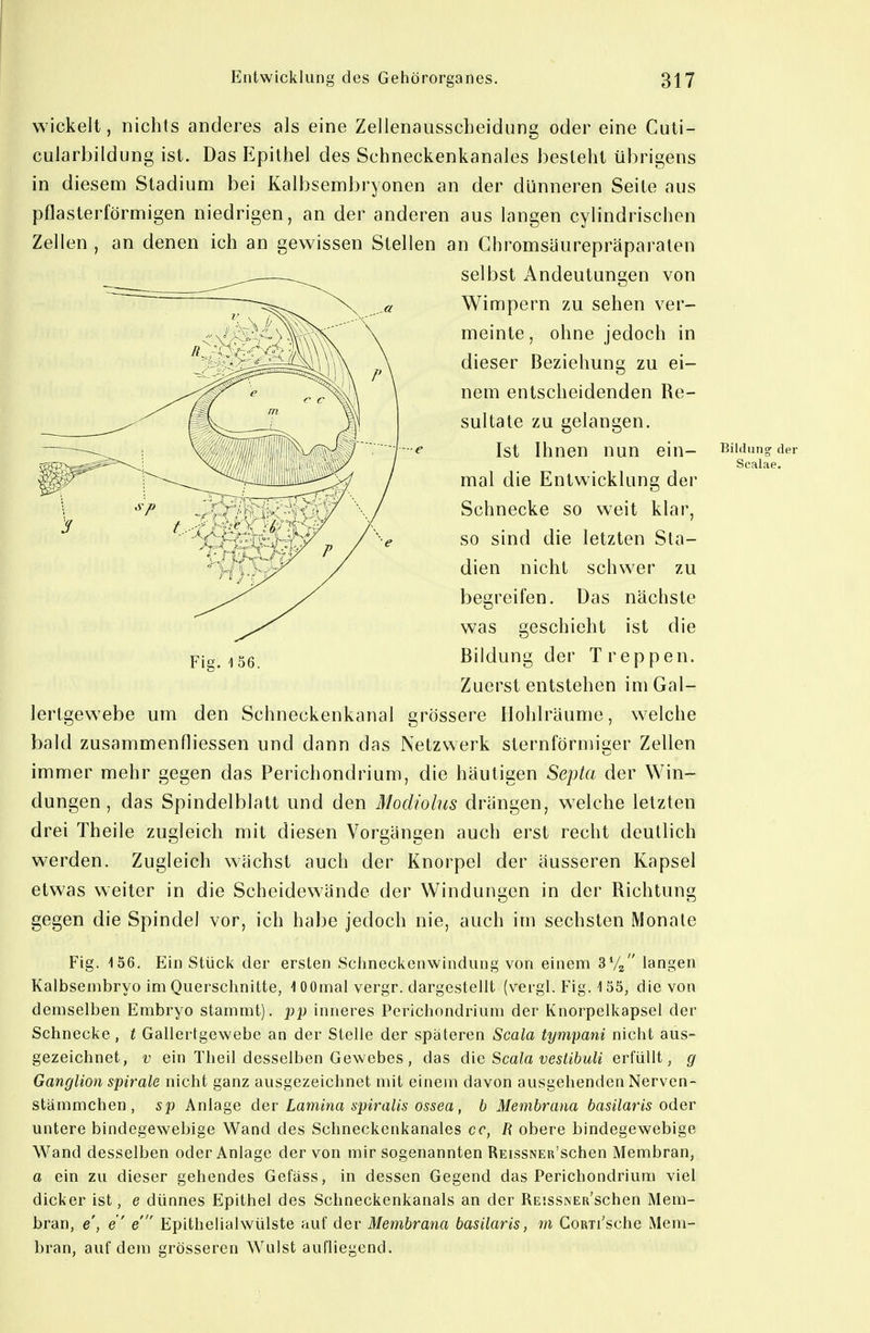 wickelt, nichts anderes als eine Zellenausscbeidung oder eine Cuti- cularbildung ist. Das Epithel des Schneckenkanales besteht übrigens in diesem Stadium bei Kalbsembryonen an der dünneren Seite aus pflasterförmigen niedrigen, an der anderen aus langen cylindrischen Zellen , an denen ich an gewissen Stellen an Ghromsäurepräparalen selbst Andeutungen von Wimpern zu sehen ver- meinte, ohne jedoch in dieser Beziehung zu ei- nem entscheidenden Re- sultate zu gelangen. ^ Ist Ihnen nun ein- Biidun-der Scalae. mal die Entwicklung der Schnecke so weit klar, so sind die letzten Sta- dien nicht schwer zu begreifen. Das nächste was geschieht ist die Bildung der Treppen. Zuerst entstehen im Gal- lertgewebe um den Schneckenkanal grössere Hohlräume, welche bald zusammenfliessen und dann das Netzwerk sternförmiger Zellen immer mehr gegen das Perichondrium, die häutigen Septo der Win- dungen, das Spindelblatt und den Modiolus drängen, welche letzten drei Theile zugleich mit diesen Vorgängen auch erst recht deutlich werden. Zugleich wächst auch der Knorpel der äusseren Kapsel etwas weiter in die Scheidewände der Windungen in der Richtung gegen die Spindel vor, ich habe jedoch nie, auch im sechsten Monate Fig. 156. Ein Stück der ersten Sclineckenwindiing von einem SVg langen Kalbsembryo im Querschnitte, 1 OOmal vergr. dargestellt (vergl. Fig. 155, die von demselben Embryo stammt), inneres Perichondrium der Knorpelkapsel der Schnecke, t Gallertgewebe an der Stelle der späteren Scala tympani nicht aus- gezeichnet, V ein Theil desselben Gewebes, das die Scala vestibuli erfüllt, g Ganglion Spirale nicht ganz ausgezeichnet mit einem davon ausgehenden Nerven- stämmchen , sp Anlage der Lamina spiralis ossea, b Membrana basilaris oder untere bindegewebige Wand des Schneckenkanales cc, R obere bindegewebige Wand desselben oder Anlage der von mir sogenannten REissNER'schen Membran, a ein zu dieser gehendes Gefäss, in dessen Gegend das Perichondrium viel dicker ist, e dünnes Epithel des Schneckenkanals an der REissNERSchen Mem- bran, e', e' e Epithelialwülste auf der Membrana basilaris, m CoRTi'sche Mem- bran, auf dem grösseren Wulst aufliegend.