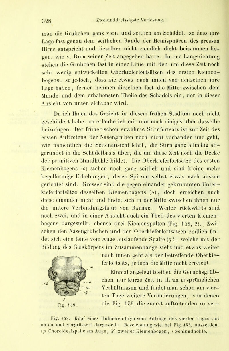 man die Grübchen ganz vorn und seitlich am Schädel, so dass ihre Lage fast genau dem seitlichen Rande der Hemisphären des grossen Hirns entspricht und dieselben nicht ziemlich dicht beisammen lie- gen, wie V. Baer seiner Zeit angegeben hatte. In der Längsrichtung stehen die Grübchen fast in einer Linie mit den um diese Zeit noch sehr wenig entwickelten Oberkieferfortsätzen des ersten Kiemen- bogens, so jedoch, dass sie etwas nach innen von denselben ihre Lage haben , ferner nehmen dieselben fast die Mille zwischen dem Munde und dem erhabensten Theile des Schädels ein, der in dieser Ansicht von unten sichtbar wird. Da ich Ihnen das Gesicht in diesem frühen Stadium noch nicht geschildert habe, so erlaube ich mir nun noch einiges über dasselbe beizufügen. Der früher schon erwähnte Stirnfortsatz ist zur Zeit des ersten Auftretens der Nasengruben noch nicht vorhanden und gehl, wie namentlich die Seilenansicht lehrt, die Stirn ganz allmälig ab- gerundet in die Schädelbasis über, die um diese Zeit noch die Decke der primitiven Mundhöhle bildet. Die Oberkieferfortsätze des ersten Kiemenbogens (o) stehen noch ganz seitlich und sind kleine mehr kegelförmige Erhebungen, deren Spitzen selbst etwas nach aussen gerichtet sind. Grösser sind die gegen einander gekrümmten Unter- kieferfortsälze desselben Kiemenbogens [it] , doch erreichen auch diese einander nicht und findet sich in der Mitte zwischen ihnen nur die untere Verbindungshaut von Rathke. Weiter rückwärts sind noch zwei, und in einer Ansicht auch ein Theil des vierten Kiemen- bogens dargestellt, ebenso drei Kiemenspalten (Fig. 158, 2). Zwi- schen den Nasengrübchen und den Oberkieferfortsätzen endlich fin- det sich eine feine vom Auge auslaufende Spalte {gl), w^elche mit der Bildung des Glaskörpers im Zusammenhange steht und etwas weiter nach innen geht als der betreffende Oberkie- ferfortsatz, jedoch die Mitte nicht erreicht. Einmal angelegt bleiben die Geruchsgrüb- chen nur kurze Zeit in ihren ursprünglichen Verhältnissen und findet man schon am vier- ten Tage weitere Veränderungen, von denen die Fig. \ 59 die zuerst auftretenden zu ver- Fig. 159. Kopf eines Hühnerembryo vom Anfange des vierten Tages von unten und vergrössert dargestellt. Bezeichnung wie bei Fig. 158, ausserdem sp Choroidealspalte am Auge, /c zweiter Kiemenbogen , .s Schlundhöhle. Fig. 159.