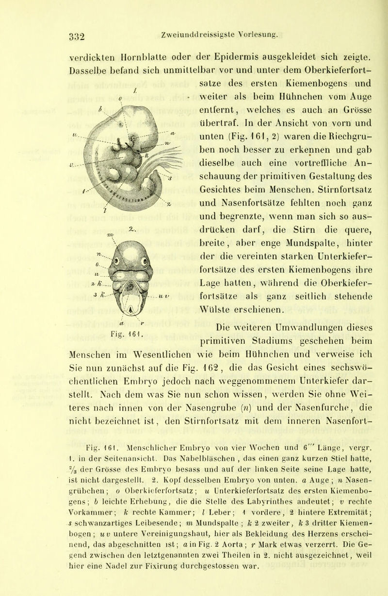 verdickten Hornblatle oder der Epidermis ausgekleidet sich zeigte. Dasselbe befand sich unmittelbar vor und unter dem Oberkielerfort- satze des ersten Kiemenbosens und weiter als beim Hühnchen vom Auge entfernt, welches es auch an Grösse übertraf. In der Ansicht von vorn und unten (Fig. 1 61, 2) waren die Riechgru- ben noch besser zu erkennen und gab dieselbe auch eine vortreffliche An- schauung der primitiven Gestaltung des Gesichtes beim Menschen. Stirnfortsatz und Nasenfortsätze fehlten noch ganz und begrenzte, wenn man sich so aus- drücken darf, die Stirn die quere, breite, aber enge Mundspalte, hinter der die vereinten starken Unlerkiefer- fortsätze des ersten Kiemenbogens ihre Lage hatten, während die Oberkiefer- fortsätze als ganz seitlich stehende Wülste erschienen. Die weiteren Umwandlungen dieses primitiven Stadiums geschehen beim Menschen im Wesentlichen wie beim Hühnchen und verweise ich Sie nun zunächst auf die Fig. 162, die das Gesicht eines sechswö- chentlichen Embryo jedoch nach weggenommenem Unterkiefer dar- stellt. Nach dem was Sie nun schon wissen, werden Sie ohne Wei- teres nach innen von der Nasengrube (n) und der Nasenfurche, die nicht bezeichnet ist, den Stirnfortsatz mit dem inneren Nasenfort- Fig. -161. Fig. 161. Menschlicher Embryo von vier Wochen und 6'Länge, vergr. 1. in der Seilenansicht. Das Nabelbläschen , das einen ganz kurzen Stiel hatte, -/g der Grösse des Embryo besass und auf der linken Seite seine Lage hatte, ist nicht dargestellt. 2. Kopf desselben Embryo von unten, a Auge ; Nasen- grübchen; 0 Oberkieferfortsatz; u Unterkieferfortsatz des ersten Kiemenbo- gens; & leichte Erhebung, die die Stelle des Labyrinthes andeutet; v rechte Vorkammer; k rechte Kammer; l Leber; 1 vordere, 2 hintere Extremität; 5 schwanzartiges Leibesende; m Mundspalte ; k 2 zweiter, k 3 dritter Kiemen- bogen ; uv untere Vereinigungshaut, hier als Bekleidung des Herzens erschei- nend, das abgeschnitten ist; a in Fig. 2 Aorta; r Mark etwas verzerrt. Die Ge- gend zwischen den letztgenannten zwei Theilen in 2. nicht ausgezeichnet, weil hier eine Nadel zur Fixirung durchgestossen war.