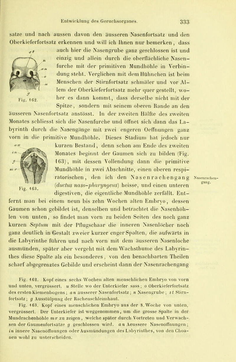 Fi», i satze und nach aussen davon den äusseren Nasenfortsatz und den Oberkieferfortsatz erkennen und will ich Ihnen nur bemerken , dass auch hier die Nasengrube ganz geschlossen ist und einzig und allein durch die oberflächliche Nasen- furche mit der primitiven iMundhöhle in Verbin- dung steht. Verglichen mit dem Hühnchen ist beim Menschen der Stirnfortsatz schmäler und vor Al- lem der Oberkieferfortsatz mehr quer gestellt, wo- her es dann kommt, dass derselbe nicht mit der Spitze, sondern mit seinem oberen Rande an den äusseren Nasenfortsatz anstösst. hi der zweiten Hälfte des zweiten Monates schliesst sich die Nasenfurche und Öffnet sich dann das La- byrinth durch die Nasengänge mit zwei engeren Oeffnungen ganz vorn in die primitive Mundhöhle. Dieses Stadium hat jedoch nur kurzen Bestand, denn schon am Ende des zweiten Monates beginnt der Gaumen sich zu bilden (Fig. 163), mit dessen Vollendung dann die primitive Mundhöhle in zwei Abschnitte, einen oberen respi- ratorischen , den ich den Nasen rachengang [ductus 7iaso-pharyngeus) heisse, und einen unteren digestiven, die eigentliche Mundhöhle zerfällt. Ent- fernt man bei einem neun bis zehn Wochen alten Embryo, dessen Gaumen schon gebildet ist, denselben und betrachtet die Nasenhöh- len von unten, so findet man vorn zu beiden Seiten des noch ganz kurzen Septum mit der Pflugschaar die inneren Nasenlöcher noch ganz deutlich in Gestalt zweier kurzer enger Spalten, die aufwärts in die Labyrinthe führen und nach vorn mit dem äusseren Nasenloche ausmünden, später aber vergeht mit dem Wachsthume des Labyrin- thes diese Spalte als ein besonderes ^ von den benachbarten Theilen scharf abgegrenztes Gebilde und erscheint dann der Nasenrachengang vi l/if Fi«. 163. Nasenraclien- g-an?. Fig. 162. Kopf eines sechs Wochen alten nnenschlichen Embryo von vorn und unten, vergrössert. u Stelle wo der Unterkiefer sass; o Oberkieferfortsatz des ersten Kiemenbogens ; an äusserer Nasenfortsatz ; w Nasengrube ; 5f Stirn- fortsatz; g Ausstülpung der Rachenschleimhaut. Fig. 163. Kopf eines menschlichen Embryo aus der S.Woche von unten, vergrössert. Der Unterkiefer ist weggenommen, um die grosse Spalte in der Mundrachenhöhle wr zu zeigen , welche später durch Vortreten und Verwach- sen der Gaumenfortsätze g geschlossen wird, an Aeussere Nasenöffnungen; in innere Nasenöffnungen oder Ausmündungen des Labyrinthes, von den Choa- nen wohl zu unterscheiden.