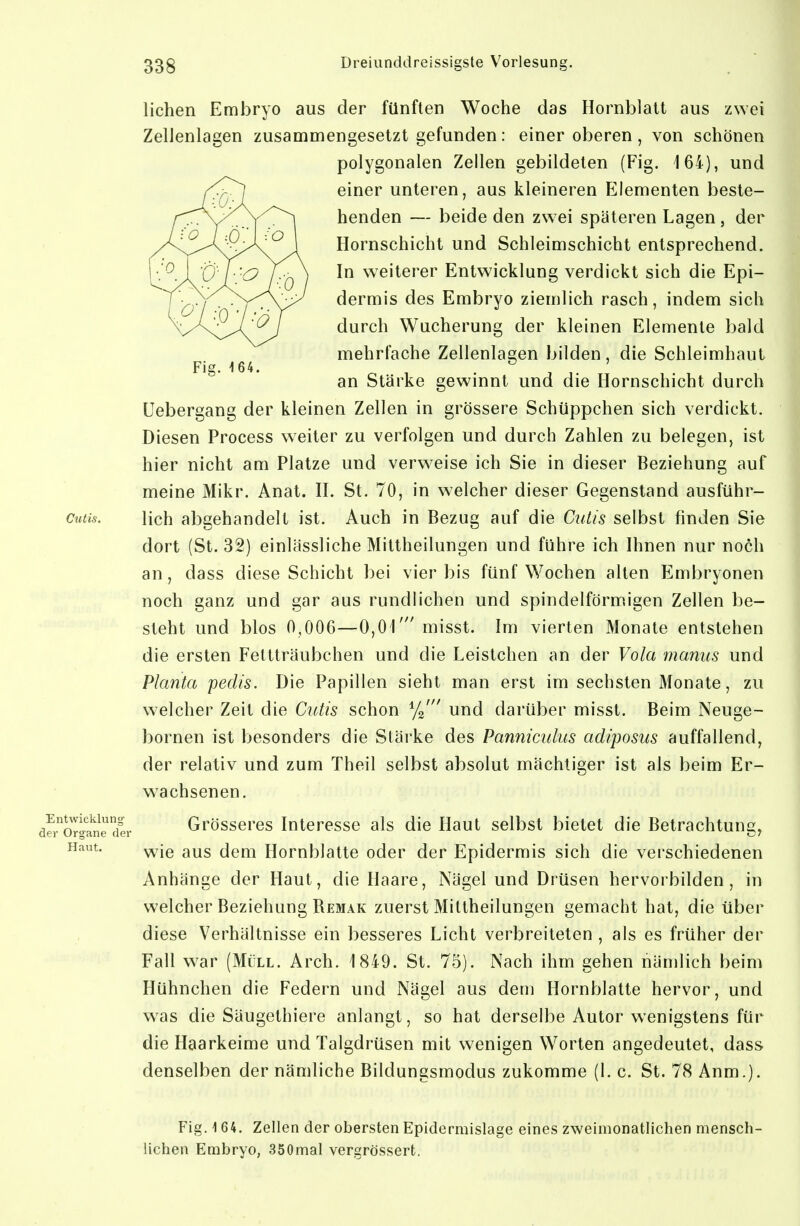 Fi2. 164. ^ liehen Embryo aus der fünften Woche das Hornblatt aus zwei Zellenlagen zusammengesetzt gefunden: eineroberen, von schönen polygonalen Zellen gebildeten (Fig. 164), und einer unteren, aus kleineren Elementen beste- henden — beide den zwei späteren Lagen, der Hornschicht und Schleimschicht entsprechend. In weiterer Entwicklung verdickt sich die Epi- dermis des Embryo ziemlich rasch, indem sich durch Wucherung der kleinen Elemente bald mehrfache Zellenlagen bilden, die Schleimhaut an Stärke gewinnt und die Hornschicht durch üebergang der kleinen Zellen in grössere Schüppchen sich verdickt. Diesen Process weiter zu verfolgen und durch Zahlen zu belegen, ist hier nicht am Platze und verweise ich Sie in dieser Beziehung auf meine Mikr. Anat. H. St. 70, in welcher dieser Gegenstand ausführ- Cutis. lieh abgehandelt ist. Auch in Bezug auf die Cutis selbst finden Sie dort (St. 32) einUissliche Mittheilungen und führe ich Ihnen nur noch an, dass diese Schicht bei vier bis fünf Wochen alten Embryonen noch ganz und gar aus rundlichen und spindelförmigen Zellen be- steht und blos 0,006—0,01' misst. Im vierten Monate entstehen die ersten Fettträubchen und die Leistchen an der Vola maniis und Planta peclis. Die Papillen sieht man erst im sechsten Monate, zu welcher Zeit die Cutis schon und darüber misst. Beim Neuge- bornen ist besonders die Stärke des Panniculus adiposus auffallend, der relativ und zum Theil selbst absolut mächtiger ist als beim Er- wachsenen. äIioTS!rdl- Grösseres Interesse als die Haut selbst bietet die Betrachtung, wie aus dem Hornblatte oder der Epidermis sich die verschiedenen Anhänge der Haut, die Haare, Nägel und Drüsen hervorbilden, in welcher Beziehung Bemak zuerst Mittheilungen gemacht hat, die über diese Verhältnisse ein besseres Licht verbreiteten , als es früher der Fall war (Müll. Arch. 1849. St. 75). Nach ihm gehen nämlich beim Hühnchen die Federn und Nägel aus dem Hornblatte hervor, und was die Säugethiere anlangt, so hat derselbe Autor wenigstens für die Haarkeime und Talgdrüsen mit wenigen Worten angedeutet, dass denselben der nämliche Bildunesmodus zukomme (l. c. St. 78 Anm.). Haut. Fig. 164. Zellen der obersten Epidermislage eines zweimonatlichen mensch- lichen Embryo, 350mal vergrössert,