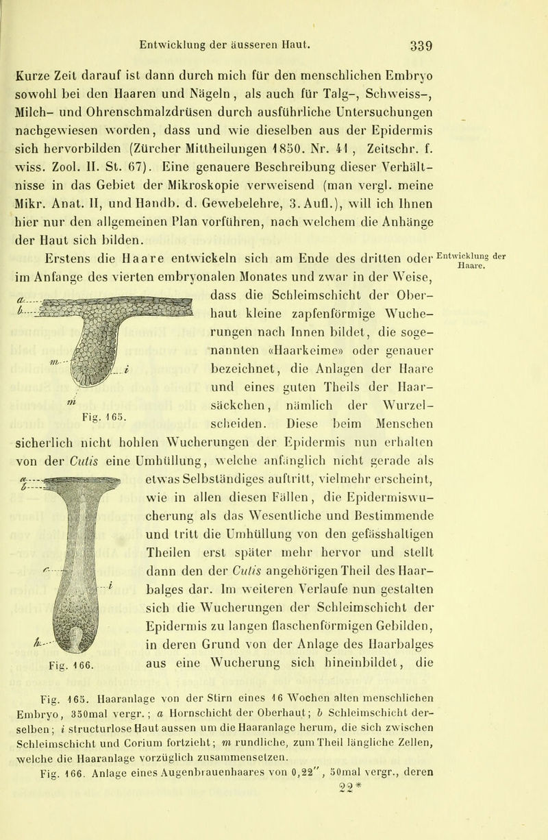 Kurze Zeit darauf ist dann durch mich für den menschlichen Embryo sowohl bei den Haaren und Nägeln, als auch für Talg-, Schweiss-, Milch- und Ohrenschmalzdrüsen durch ausführliche Untersuchungen nachgewiesen worden, dass und wie dieselben aus der Epidermis sich hervorbilden (Zürcher Mittheilungen 1850. Nr. 41 , Zeitschr. f. wiss. Zool. II. St. 67). Eine genauere Beschreibung dieser Verhält- nisse in das Gebiet der Mikroskopie verweisend (man vergl. meine Mikr. Anat. II, undHandb. d. Gewebelehre, 3. Aufl.), will ich Ihnen hier nur den allgemeinen Plan vorführen, nach welchem die Anhänge der Haut sich bilden. Erstens die Haare entwickeln sich am Ende des dritten oder Haare. im Anfange des vierten embryonalen Monates und zwar in der Weise, dass die Schleimschicht der Ober- haut kleine zapfenförmige Wuche- rungen nach Innen bildet, die soge- nannten «Haarkeime» oder genauer bezeichnet, die Anlagen der Haare und eines guten Theils der Haar- säckchen , nämlich der Wurzel- sclieiden. Diese beim Menschen sicherlich nicht hohlen Wucherungen der Epidermis nun erhalten von der Cutis eine Umhüllung, welche anfünglich nicht gerade als Fis. 165. etwas Selbständiges auftritt, vielmehr erscheint, wie in allen diesen Fällen, die Epidermiswu- cherung als das Wesentliche und Bestimmende und tritt die Umhüllung von den gefässhaltigen Theilen erst später mehr hervor und stellt dann den der Cutis angehörigen Theil des Haar- balges dar. Im weiteren Verlaufe nun gestalten sich die Wucherungen der Schleimschicht der Epidermis zu langen üaschenförmigen Gebilden, in deren Grund von der Anlage des Haarbalges aus eine Wucherung sich hineinbildet, die Fig. 165, Haaranlage von der Stirn eines 16 Wochen alten menscliliclien Embryo, 350mal vergr.; a Hornschicht der Oberhaut; h Schleimschicht der- selben; i structurlose Haut aussen um die Haaranlage herum, die sich zwischen Schleimschicht und Corium fortzieht; m rundliche, zum Theil längliche Zellen, welche die Haaranlage vorzüghch zusammensetzen. Fig. 166. Anlage eines Augenbrauenhaares von 0,22, 50mal vergr., deren 99 *