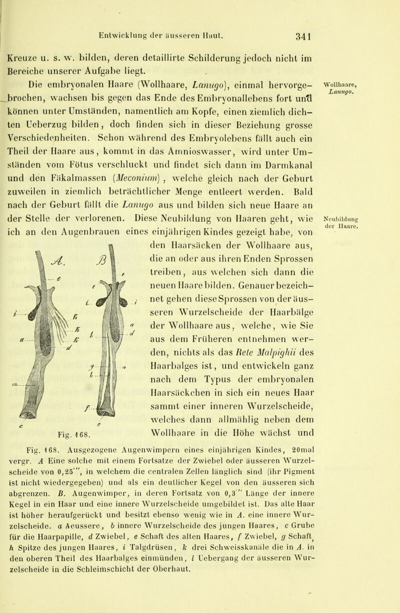 Kreuze u. s. w. bilden, deren detaillirte Schilderung jedoch nicht im Bereiche unserer Aufgabe liegt. Die embryonalen Haare (Wollhaare, Lanugo]^ einmal hervorge- _brochen, wachsen bis gegen das Ende des Embryonallebens fort unü können unter Umständen, namentlich am Kopfe, einen ziemlich dich- ten Ueberzug bilden, doch finden sich in dieser Beziehung grosse Verschiedenheiten. Schon während des Embryolebens fällt auch ein Theil der Haare aus, kommt in das Amnioswasser, wird unter Um- ständen vom Fötus verschluckt und findet sich dann im Darmkanal und den Fäkalmassen [Meconium) , welche gleich nach der Geburt zuweilen in ziemlich beträchtlicher Menge entleert werden. Bald nach der Geburt fällt die Lanugo aus und bilden sich neue Haare an der Stelle der verlorenen. Diese Neubildung von Haaren geht, wie ich an den Augenbrauen eines einjährigen Kindes gezeigt habe, von den Haarsäcken der Wollhaare aus, die an oder aus ihren Enden Sprossen treiben, aus welchen sich dann die neuen Haare bilden. Genauer bezeich- net gehen diese Sprossen von der äus- seren Wurzelscheide der Haarbälge der Wollhaare aus, welche, wie Sie aus dem Früheren entnehmen wer- den, nichts als das Bete Malpighii des Haarbalges ist, und entwickeln ganz nach dem Typus der embryonalen Haarsäckchen in sich ein neues Haar sammt einer inneren Wurzelscheide, vs^elches dann allmählig neben dem Wollhaare in die Höhe wächst Fla. Ii und Fig. 168. Ausgezogene Augenwimpern eines einjährigen Kindes, 20mal vergr. A Eine solche mit einem Fortsatze der Zwiebel oder äusseren Wurzel- scheide von 0,25', in welchem die centralen Zellen länglich sind (ihr Pigment ist nicht wiedergegeben) und als ein deutlicher Kegel von den äusseren sich abgrenzen. B. Augenwimper, in deren Fortsatz von 0,3  Länge der innere Kegel in ein Haar und eine innere Wurzelscheide umgebildet ist. Das alte Haar ist höher heraufgerückt und besitzt ebenso wenig wie in A. eine innere Wur- zelscheide, a Aeussere, h innere Wurzelscheide des jungen Haares, c Grube für die Haarpapille, d Zwiebel, e Schaft des alten Haares, f Zwiebel, g Schaft^ h Spitze des jungen Haares, i Talgdrüsen, k drei Schweisskanäle die in A. in den oberen Theil des Haarbalges einmünden, l Uebergang der äusseren Wur- zelscheide in die Schleimschicht der Oberhaut. WoUhaare^ Lanugo. Neubildung- der Haare.