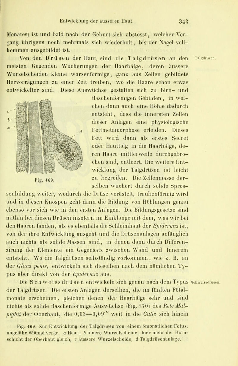 Monates) ist und bald nach der Geburt sich abstösst, welcher Vor- gang übrigens noch mehrmals sich wiederholt, bis der Nagel voll- kommen ausgebildet ist. Von den Drüsen der Haut, sind die Talgdrüsen an den Talgdrüsen, meisten Gegenden Wucherungen der Haarbälge, deren äussere Wurzelscheiden kleine warzenförmige, ganz aus Zellen gebildete Hervorragungen zu einer Zeit treiben, wo die Haare schon etwas entwickelter sind. Diese Auswüchse gestalten sich zu birn- und senbildung weiter, wodurch die Drüse verästelt, traubenförmig wird und in diesen Knospen geht dann die Bildung von Höhlungen genau ebenso vor sich wie in den ersten Anlagen. Die Bildungsgesetze sind mithin bei diesen Drüsen insofern im Einklänge mit dem, was wir bei den Haaren fanden, als es ebenfalls die Schleimhaut der Epidermis ist, von der ihre Entwicklung ausgeht und die Drüsenanlagen anfänglich auch nichts als solide Massen sind, in denen dann durch Differen- zirung der Elemente ein Gegensatz zwischen Wand und Innerem entsteht. Wo die Talgdrüsen selbständig vorkommen , wie z. B. an der Glans penis, entwickeln sich dieselben nach dem nämlichen Ty- pus aber direkt von der Epidermis aus. Die Schweissdrüsen entwickeln sich genau nach dem Typus schweissdmsen. der Talgdrüsen. Die ersten Anlagen derselben, die im fünften Fötal- monate erscheinen, gleichen denen der Haarbälge sehr und sind nichts als solide flaschenförmige Auswüchse (Fig. 170) des Rete Mal- pighii der Oberhaut, die 0,03—0,09' weit in die Cutis sich hinein Fig. i 69. Zur Entwicklung der Talgdrüsen von einem Gmonatlichen Fötus, ungefähr 250mal vergr, a Haar, b innere Wurzelscheide, hier mehr der Horn- schicht der Oberhaut gleich, c äussere Wurzelscheide, d Talgdrüsenanlage. (laschenförmigen Gebilden , in wel- chen dann auch eine Höhle dadurch entsteht, dass die innersten Zellen dieser Anlagen eine physiologische Fettmetamorphose erleiden. Dieses Fett wird dann als erstes Secret oder Hauttalg in die Haarbälge, de- ren Haare mittlerweile durchgebro- chen sind, entleert. Die weitere Ent- wicklung der Talgdrüsen ist leicht zu begreifen. Die Zellenmasse der- selben wuchert durch solide Spros-