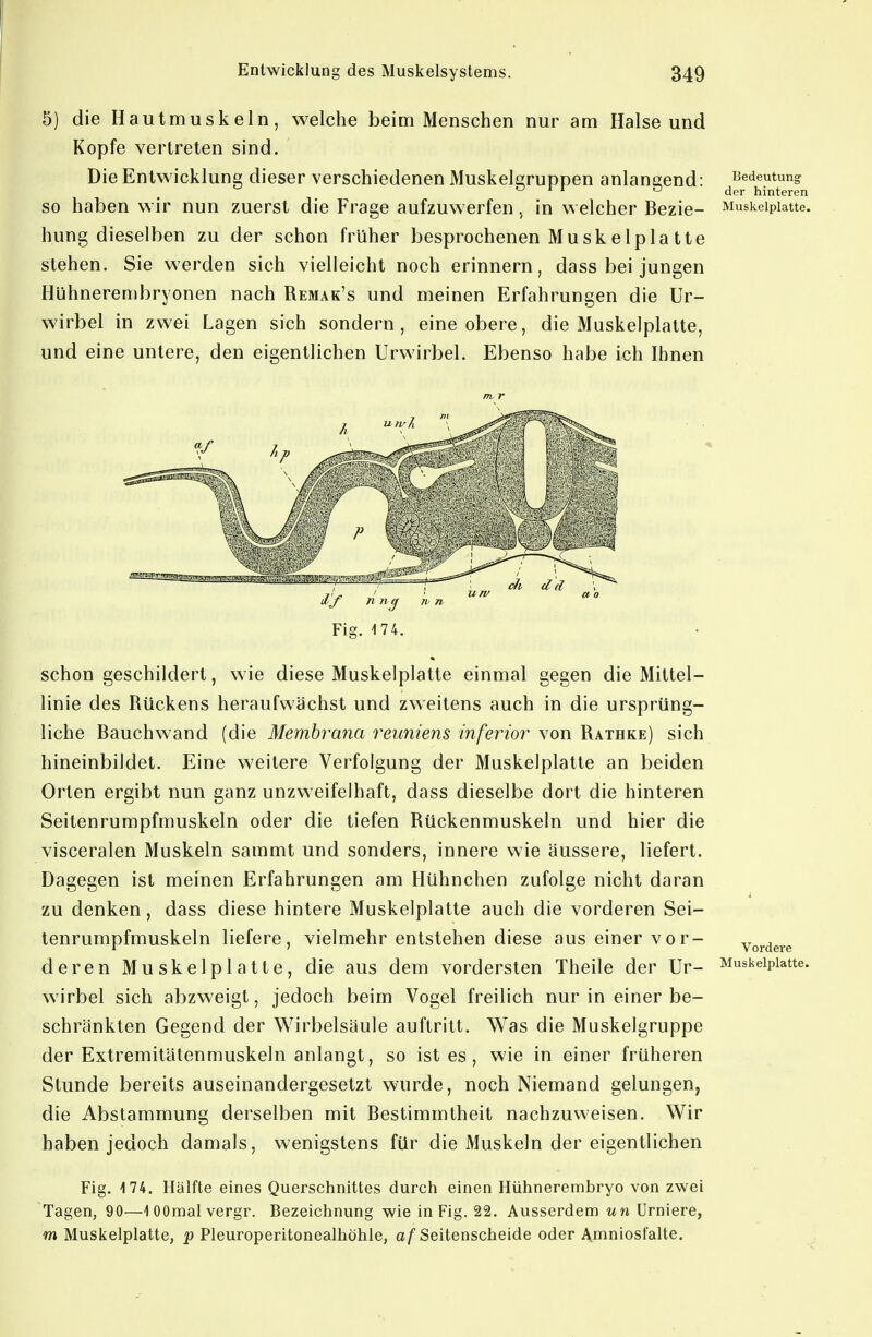 5) die Hautmuskeln, welche beim Menschen nur am Halse und Kopfe vertreten sind. Die Entwicklung dieser verschiedenen Muskekruppen anlangend: Bedeutung ^ ^ c der hinteren SO haben wir nun zuerst die Frage aufzuwerfen ^ in welcher Bezie- Muskeipiatte. hung dieselben zu der schon früher besprochenen Muskelpla tte stehen. Sie werden sich vielleicht noch erinnern, dass bei jungen Hühnerembryonen nach Remak's und meinen Erfahrungen die Ur- wirbel in zwei Lagen sich sondern, eine obere, die Muskelplatte, und eine untere, den eigentlichen Urwirbel. Ebenso habe ich Ihnen Fig. 174. schon geschildert, wie diese Muskelplatte einmal gegen die Mittel- linie des Rückens heraufwächst und zweitens auch in die ursprüng- liche Bauchwand (die Membrana reuniens inferior von Rathke) sich hineinbildet. Eine weitere Verfolgung der Muskelplatte an beiden Orten ergibt nun ganz unzweifelhaft, dass dieselbe dort die hinteren Seitenrumpfmuskeln oder die tiefen Rückenmuskeln und hier die visceralen Muskeln sammt und sonders, innere wie äussere, liefert. Dagegen ist meinen Erfahrungen am Hühnchen zufolge nicht daran zu denken, dass diese hintere Muskelplatte auch die vorderen Sei- tenrumpfmuskeln liefere, vielmehr entstehen diese aus einer vor- vordere deren Muskelplatte, die aus dem vordersten Theile der Ur- Muskeipiatte. Wirbel sich abzweigt, jedoch beim Vogel freilich nur in einer be- schränkten Gegend der Wirbelsäule auftritt. Was die Muskelgruppe der Extremitätenmuskeln anlangt, so ist es, wie in einer früheren Stunde bereits auseinandergesetzt wurde, noch Niemand gelungen, die Abstammung derselben mit Bestimmtheit nachzuweisen. Wir haben jedoch damals, wenigstens für die Muskeln der eigentlichen Fig. 174. Hälfte eines Querschnittes durch einen Hühnerembryo von zwei Tagen, 90—1 OOmal vergr. Bezeichnung wie in Fig. 22. Ausserdem un ürniere, m Muskelplatte, p Pleuroperitonealhöhle, a/'Seitenscheide oder Amniosfalte.