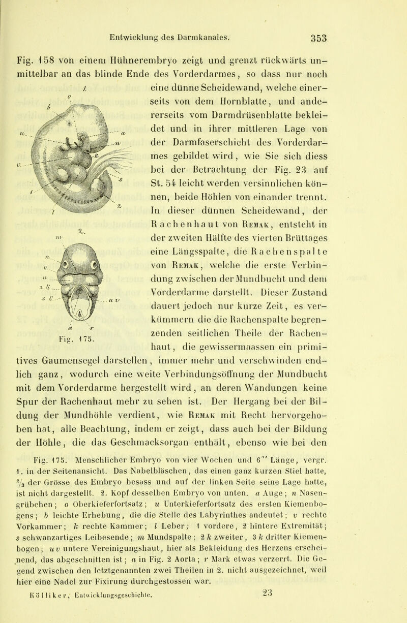 Fig. 158 von einem Hühnerembryo zeigt und grenzt rückwärts un- mittelbar an das blinde Ende des Vorderdarmes, so dass nur noch / eine dünne Scheidewand, welche einer- seits von dem Hornblatle, und ande- rerseits vom Darmdrüsenblatte beklei- det und in ihrer mittleren Lage von der Darmfaserschicht des Vorderdar- mes gebildet wird , wie Sie sich diess ^ bei der Betrachtung der Fig. 23 auf St. 54 leicht werden versinnlichen kön- nen, beide Höhlen von einander trennt. In dieser dünnen Scheidewand, der Rachen haut von Remak , entsteht in der zweiten Hälfte des vierten Brüttages eine Längsspaile, die Rachenspalte von Rkmak, welche die erste Verbin- dung zwischen der Mundbucht und dem Vorderdarme darstellt. Dieser Zustand dauert jedoch nur kurze Zeit, es ver- kümmern die die Rachenspalle begren- zenden seillichen Theile der Rachen- haut , die gewissermaassen ein primi- tives Gaumensegel darstellen , immer mehr und verschwinden end- lich ganz , w^odurch eine weite Verbindungsöffnung der Mundbucht mit dem Vorderdarme hergestellt w ird , an deren Wandungen keine Spur der Rachenhaut mehr zu sehen ist. Der Hergang bei der Bil- dung der Mundhöhle verdient, wie Remak mit Recht hervorgeho- ben hat, alle Beachtung, indem er zeigt, dass auch bei der Bildung der Höhle, die das Geschmacksorgan enthält, ebenso wie bei den Fig. 175. Mensclilicher Embryo von vier Wochen und 6'Länge, vergr. 1. in der Seitenansicht, Das Nabelbläschen, das einen ganz kurzen Stiel hatte, % der Grösse des Embryo besass und auf der linken Seite seine Lage hatte, ist nicht dargestellt. 2. Kopf desselben Embryo von unten, a Auge ; n Nasen- grübchen ; 0 Oberkieferfortsatz; u Unterkieferfortsatz des ersten Kiemenbo- gens; h leichte Erhebung, die die Stelle des Labyrinthes andeutet; v rechte Vorkammer; k rechte Kammer; l Leber; \ vordere, 2 hintere Extremität; bogen ; uv untere Vereinigungshaut, hier als Bekleidung des Herzens erschei- nend, das abgeschnitten ist; a in Fig. 2 Aorta; r Mark etwas verzerrt. Die Ge- gend zwischen den letztgenannten zwei Theilen in 2. nicht ausgezeichnet, weil hier eine Nadel zur Fixirung durchgeslossen war. Köllikei', Eutwickluiigsgescliichlc. 23 Fie. 175.