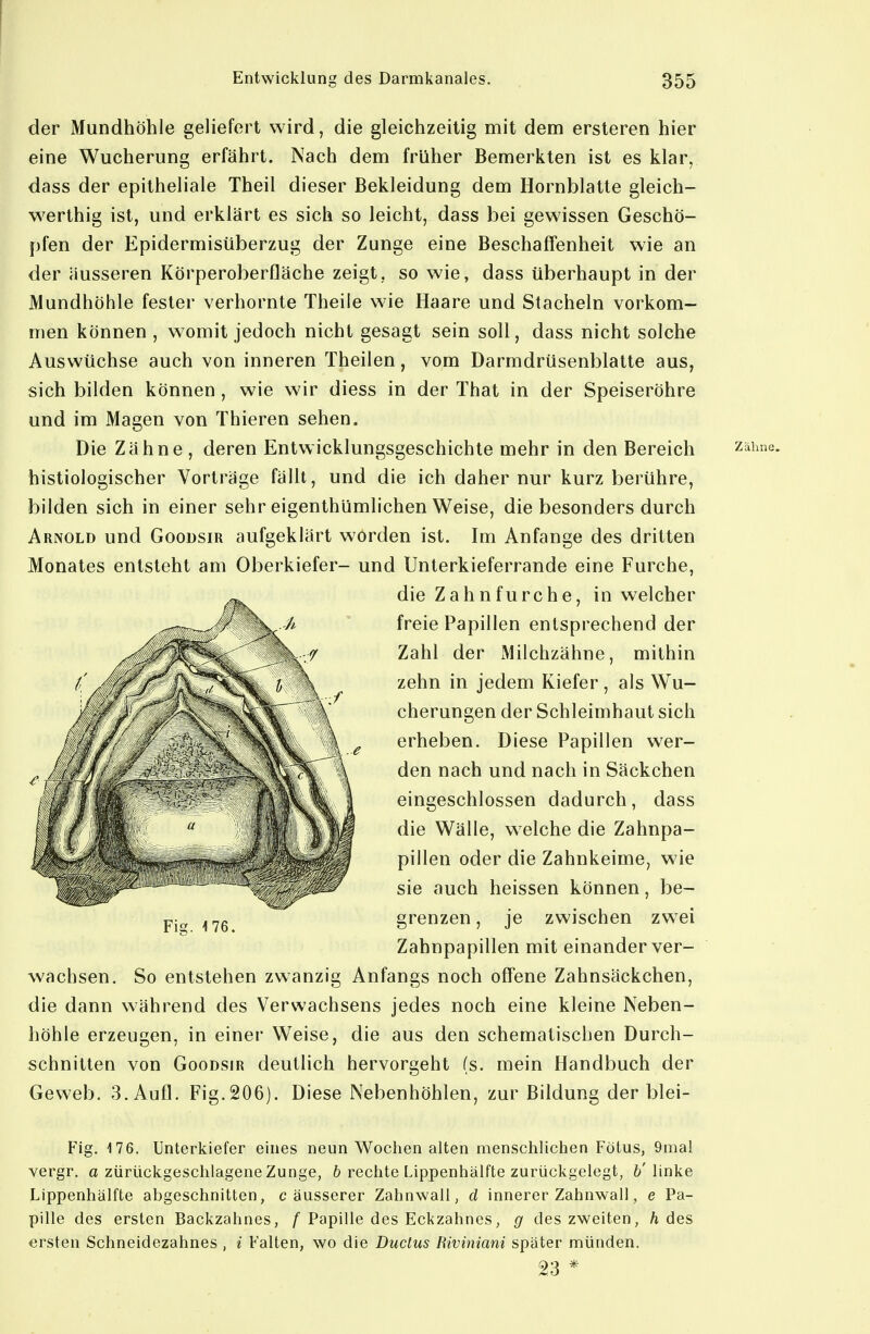 der Mundhöhle geliefert wird, die gleichzeitig mit dem ersteren hier eine Wucherung erfährt. Nach dem früher Bemerkten ist es klar, dass der epitheliale Theil dieser Bekleidung dem Hornblatte gleich- werthig ist, und erklärt es sich so leicht, dass bei gewissen Geschö- pfen der Epidermisüberzug der Zunge eine Beschaffenheit wie an der äusseren Körperoberfläche zeigt, so wie, dass überhaupt in der Mundhöhle fester verhornte Theiie wie Haare und Stacheln vorkom- men können , womit jedoch nicht gesagt sein soll, dass nicht solche Auswüchse auch von inneren Theilen, vom Darmdrüsenblatte aus, sich bilden können , wie wir diess in der That in der Speiseröhre und im Magen von Thieren sehen. Die Zähne , deren Entwicklungsgeschichte mehr in den Bereich zäime. histiologischer Vorträge fällt, und die ich daher nur kurz berühre, bilden sich in einer sehr eigenthümlichen Weise, die besonders durch Arnold und Goodsir aufgeklärt worden ist. Im Anfange des dritten Monates entsteht am Oberkiefer- und Unterkieferrande eine Furche, wachsen. So entstehen zwanzig Anfangs noch offene Zahnsäckchen, die dann während des Verwachsens jedes noch eine kleine Neben- höhle erzeugen, in einer Weise, die aus den schematischen Durch- schnitten von GooDSiR deutlich hervorgeht (s. mein Handbuch der Geweb. 3. Aufl. Fig. 206). Diese Nebenhöhlen, zur Bildung der blei- Fig. 176. Unterkiefer eines neun Wochen alten menschlichen Fötus, 9mal vergr. a zürückgeschlagene Zunge, & rechte Lippenhälfte zurückgelegt, 6'linke Lippenhälfte abgeschnitten, c äusserer Zahnwall, d innerer Zahnwall, e Pa- pille des ersten Backzahnes, / Papille des Eckzahnes, g des zweiten, ä des ersten Schneidezahnes , i Falten, wo die Ductus Riviniani später münden. Fig. -176. die Zahnfurche, in welcher freie Papillen entsprechend der Zahl der Milchzähne, mithin zehn in jedem Kiefer, als Wu- cherungen der Schleimhaut sich erheben. Diese Papillen wer- den nach und nach in Säckchen eingeschlossen dadurch, dass die Wälle, welche die Zahnpa- pillen oder die Zahnkeime, wie sie auch heissen können, be- grenzen , je zwischen zwei Zahnpapillen mit einander ver- 23 *