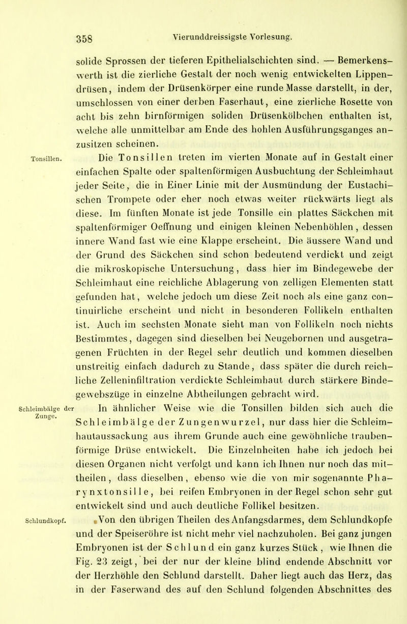 solide Sprossen der lieferen Epithelialschichten sind. — Bemerkens- werth ist die zierliche Gestalt der noch wenig entwickelten Lippen- drüsen, indem der Drüsenkörper eine runde Masse darstellt, in der, umschlossen von einer derben Faserhaut, eine zierliche Rosette von acht bis zehn birnförmigen soliden Drüsenkölbchen enthalten ist, welche alle unmittelbar am Ende des hohlen Ausführungsganges an- zusitzen scheinen. Tonsillen. Die Tonsillen treten im vierten Monate auf in Gestalt einer einfachen Spalte oder spaltenförmigen Ausbuchtung der Schleimhaut jeder Seite, die in Einer Linie mit der Ausmündung der Eustachi- schen Trompete oder eher noch etwas weiter rückw^ärts liegt als diese. Im fünften Monate ist jede Tonsille ein plattes Säckchen mit spaltenförmiger Oeffnung und einigen kleinen Nebenhöhlen, dessen innere Wand fast wie eine Klappe erscheint. Die äussere Wand und der Grund des Säckchen sind schon bedeutend verdickt und zeigt die mikroskopische Untersuchung, dass hier im Bindegewebe der Schleimhaut eine reichliche Ablagerung von zelligen Elementen statt gefunden hat, welche jedoch um diese Zeit noch als eine ganz con- tinuirliche erscheint und nicht in besonderen Follikeln enthalten ist. Auch im sechsten Monate sieht man von Follikeln noch nichts Bestimmtes, dagegen sind dieselben bei Neugebornen und ausgetra- genen Früchten in der Regel sehr deutlich und kommen dieselben unstreitig einfach dadurch zu Stande, dass später die durch reich- liche Zelleninfiltration verdickte Schleimhaut durch stärkere Binde- gewebszüge in einzelne Abtheilungen gebracht wird. Schleimbälge der In ähnlicher Weise wie die Tonsillen bilden sich auch die Schleim bälge der Zungenwurzel, nur dass hier die Schleim- hautaussackung aus ihrem Grunde auch eine gewöhnliche irauben- förmige Drüse entwickelt. Die Einzelnheiten habe ich jedoch bei diesen Organen nicht verfolgt und kann ich Ihnen nur noch das mil- theilen, dass dieselben, ebenso wie die von mir sogenannte Pha- rynxtonsille, bei reifen Embryonen in der Regel schon sehr gut entwickelt sind und auch deutliche Follikel besitzen. Schlundkopf. Von den übrigen Theilen des Anfangsdarmes, dem Schlundkopfe und der Speiseröhre ist nicht mehr viel nachzuholen. Bei ganz jungen Embryonen ist der Schlund ein ganz kurzes Stück , wie Ihnen die Fig. 23 zeigt, bei der nur der kleine blind endende Abschnitt vor der Herzhöhle den Schlund darstellt. Daher liegt auch das Herz, das in der Faserwand des auf den Schlund folgenden Abschnittes des