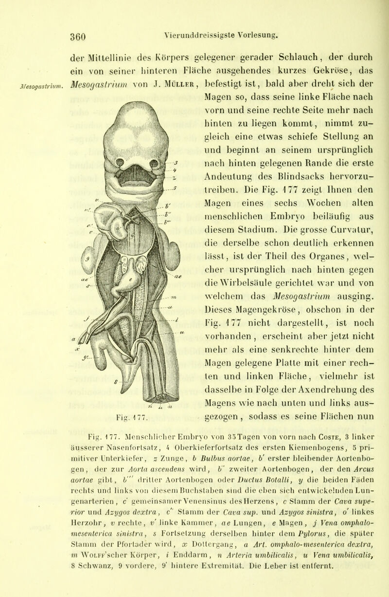 der Mittellinie des Körpers gelegener gerader Schlauch, der durch ein von seiner hinleren Fläche ausgehendes kurzes Gekröse, das Mesogastrhim. Mesofjastrium von J.Müller, befestigt ist, bald aber dreht sich der Magen so, dass seine linke Fläche nach vorn und seine rechte Seite mehr nach hinten zu liegen kommt, nimmt zu- gleich eine etwas schiefe Stellung an und beginnt an seinem ursprünglich nach hinten gelegenen Rande die erste Andeutung des Blindsacks hervorzu- treiben. Die Fig. 177 zeigt Ihnen den Magen eines sechs Wochen alten menschlichen Embryo beiläufig aus diesem Stadium. Die grosse Curvatur, die derselbe schon deutlich erkennen lässt, ist der Theil des Organes, \Yel- cher ursprünglich nach hinten gegen die Wirbelsäule gerichtet war und von welchem das Mesogastrhim ausging. Dieses Magengekröse, obschon in der Fig. 177 nicht dargestellt, ist noch vorhanden , erscheint aber jetzt nicht mehr als eine senkrechte hinter dem Magen gelegene Platte mit einer rech- ten und linken Fläche, vielmehr ist dasselbe in Folge der Axendrehung des Magens wie nach unten und links aus- Fig.iT?. gezogen, sodass es seine Flächen nun Fig. 177. Menschlicher Emhryo von SöTagen von vorn nach Coste, 3 linker äusserer Nasenfortsatz, 4 Oherkieferfortsatz des ersten Kiemenbogens, 5 pri- mitiver Unterkiefer, ;s Zunge, h Bulbus aortae, b' erster bleibender Aortenbo- gen, der zur Aorta ascendens wird, b zweiter Aortenbogen, der den ^rcMS aortae gibt, b' dritter Aortenbogen oder Ductus Botalli, y die beiden Fäden rechts und links von diesem Buchstaben sind die eben sich entwickelnden Lun- genarterien , c gemeinsamer Venensinus desHerzens, c Stamm der Cava supe- rior und Azygos dexlra, c' Stamm der Cava sup. und Azygos sinistra, o linkes Herzohr, vreciite, linke Kammer, «e Lungen, e Magen , j Vena omphalo- mesenterica sinistra, s Fortsetzung derselben hinter dem Pylorus, die später Stamm der Pfortoder wird, x Dottergang, a Art. omphalo-mesenterica dextra, w WoLFp'scher Körper, e Enddarm , n Arteria umbilicalis, u Vena umbilicalis, 8 Schwanz, 9 vordere, 9' hintere Extremität. Die Leber ist entfernt.