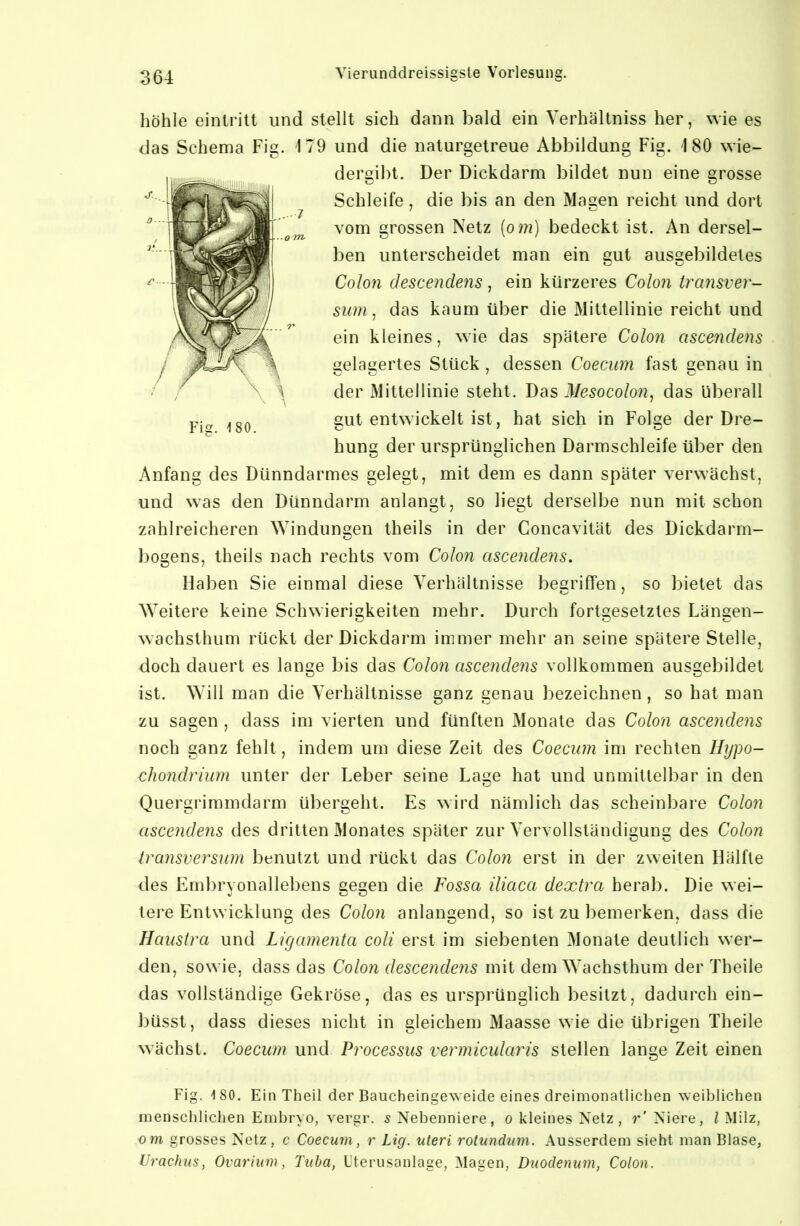 höhle eintritt und stellt sich dann bald ein Verhältniss her, wie es das Schema Fig. 179 und die naturgetreue Abbildung Fig. 180 wie- dergibt. Der Dickdarm bildet nun eine grosse Schleife, die bis an den Magen reicht und dort vom grossen Netz {o7n) bedeckt ist. An dersel- ben unterscheidet man ein gut ausgebildetes CoIo7i descendens , ein kürzeres Colon transver- siim . das kaum über die Mittellinie reicht und ein kleines, wie das spätere Colon ascendens gelagertes Stück, dessen Coecum fast genau in der Mittellinie steht. Das Mesocolo?i, das überall Pj„ gut entwickelt ist, hat sich in Folge der Dre- hung der ursprünglichen Darmschleife über den Anfang des Dünndarmes gelegt, mit dem es dann später verwächst, und was den Dünndarm anlangt, so liegt derselbe nun mit schon zahlreicheren Windungen theils in der Concavität des Dickdarm- bogens, theils nach rechts vom Colon ascendens. Haben Sie einmal diese Verhältnisse begriffen, so bietet das Weitere keine Schwierigkeiten mehr. Durch fortgesetztes Längen- wachsthum rückt der Dickdarm immer mehr an seine spätere Stelle, doch dauert es lange bis das Colon ascendens vollkommen ausgebildet ist. W^ill man die Verhältnisse ganz genau l)ezeichnen, so hat man zu sagen , dass im vierten und fünften Monate das Colon ascendens noch ganz fehlt, indem um diese Zeit des Coecum im rechten Hypo- chondrium unter der Leber seine Lage hat und unmittelbar in den Quergrimmdarm übergeht. Es wird nämlich das scheinbare Colon ascendens des dritten Monates später zur Vervollständigung des Colon Iransversiim benutzt und rückt das Colon erst in der zweiten Hälfte des Embryonallebens gegen die Fossa iliaca dextra herab. Die wei- tere Entwicklung des Colon anlangend, so ist zu bemerken, dass die Haustra und Ligamenta coli erst im siebenten Monate deutlich wer- den, sowie, dass das Colon descendens mit dem Wachsthum der Theile das vollständige Gekröse, das es ursprünglich besitzt, dadurch ein- büsst, dass dieses nicht in gleichem Maasse wie die übrigen Theile wächst. Coecum und Processus vermicularis stellen lange Zeit einen Fig. 180. Ein Theil der Baucheingew eide eines dreimonatlichen weiblichen menschlichen Embryo, vergr. 5 Nebenniere, o kleines Netz, r' Niere, / Milz, om grosses Netz, c Coecum, r Lig. uteri rotundum. Ausserdem sieht man Blase, Urachus, Ovarium, Tuba, Uterusanlage, Magen, Duodenum, Colon.