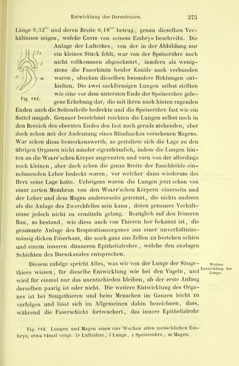 Länge 0,32' und deren Breite 0,18' betrug, genau dieselben Ver- hältnisse zeigen, welche Goste von seinem Embryo beschreibt. Die Anlage der Luftröhre, von der in der Abbildung nur ein kleines Stück fehlt, war von der Speiseröhre noch nicht vollkommen abgeschnürt, insofern als wenig- stens die Faserhäute beider Kanäle noch verbunden waren , obschon dieselben besondere Höhlungen ent- hielten. Die zwei sackförmigen Lungen selbst stellten wie eine vor dem untersten Ende der Speiseröhre gele- gene Erhebung dar, die mit ihren nach hinten ragenden Enden auch die Seitentheile bedeckte und die Speiseröhre fast wie ein Sattel umgab. Genauer bezeichnet reichten die Lungen selbst noch in den Bereich des obersten Endes des fast noch gerade stehenden, aber doch schon mit der Andeutung eines Blindsackes versehenen Magens. War schon diess bemerkenswerlh, so gestaltete sich die Lage zu den übrigen Organen nicht minder eigenthümlich, indem die Lungen hin- ten an die WoLFp'schen Körper angrenzten und vorn von der allerdings noch kleinen, aber doch schon die ganze Breite der Bauchhöhle ein- nehmenden Leber bedeckt waren, vor welcher dann wiederum das Herz seine Lage hatte. Uebrigens waren die Lungen jetzt schon von einer zarten Membran von den WoLFp'schen Körpern einerseits und der Leber und dem Magen andererseits getrennt, die nichts anderes als die Anlage des Zwerchfelles sein kann, deren genauere Verhält- nisse jedoch nicht zu ermitteln gelang. Bezüglich auf den feineren Bau, so bestand, wie diess auch von Thieren her bekannt ist, die gesammte Anlage des Bespirationsorganes aus einer unverhältniss- mässig dicken Faserhaut, die noch ganz aus Zellen zu bestehen schien und einem inneren dünneren Epithelialrohre, welche den analogen Schichten des Darnikanales entsprechen. Diesem zufolge spricht Alles, w\as wir von der Lunge der Säuge- weitere thiere wissen, für dieselbe Entwicklung wie bei den Vögeln, und ^^Yunge wird für einmal nur das unentschieden bleiben, ob der erste Anfang derselben paarig ist oder nicht. Die weitere Entwicklung des Orga- nes ist bei Säugethieren und beim Menschen im Ganzen leicht zu verfolgen und lässt sich im Allgemeinen dahin bezeichnen, dass, während die Faserschicht fortwuchert, das innere Epithelialrohr Fig. 182. Lungen und Magen eines vier Wochen alten menschlichen Em- bryo, etwa lamal vergr. Luftröhre, / Lunge, 5 Speiseröhre, m Magen.