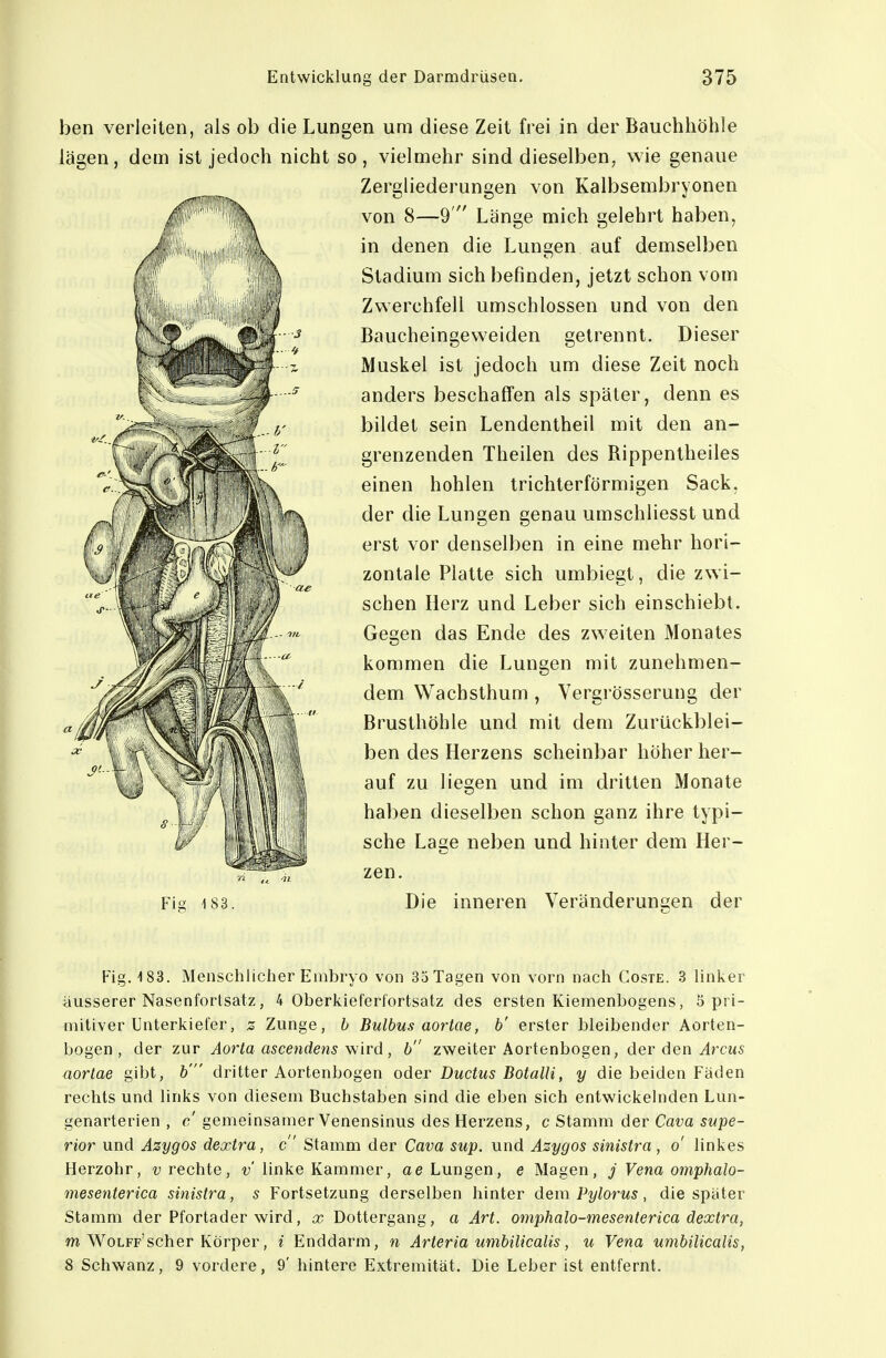 ben verleiten, als ob die Lungen um diese Zeit frei in der Bauchhöhle lägen, dem ist jedoch nicht so, vielmehr sind dieselben, wie genaue Zergliederungen von Kalbsembryonen von 8—9  Länge mich gelehrt haben, in denen die Lungen auf demselben Stadium sich befinden, jetzt schon vom Zwerchfell umschlossen und von den Baucheingeweiden getrennt. Dieser Muskel ist jedoch um diese Zeit noch anders beschaffen als später, denn es bildet sein Lendentheil mit den an- grenzenden Theilen des Rippentheiles einen hohlen trichterförmigen Sack, der die Lungen genau umschliesst und erst vor denselben in eine mehr hori- zontale Platte sich umbiegt, die zwi- schen Herz und Leber sich einschiebt. Gegen das Ende des zweiten Monates kommen die Lungen mit zunehmen- dem Wachsthum , Vergrösserung der Brusthöhle und mit dem Zurückblei- ben des Herzens scheinbar höher her- auf zu liegen und im dritten Monate haben dieselben schon ganz ihre typi- sche Lage neben und hinter dem Her- zen. 183. Die inneren Veränderungen der Fig. 183, Menschliclier Embryo von 33 Tagen von vorn nach Coste. 3 linker äusserer Nasenfortsatz, 4 Oberkieferfortsatz des ersten Kiemenbogens, 5 pri- mitiver Unterkiefer, z Zunge, h Bulbus aortae, b' erster bleibender Aorten- bogen, der zur Aorta ascendens \^ird, b zweiter Aortenbogen, der den ^rcw5 aorlae gibt, b' dritter Aortenbogen oder Ductus Botalli, y die beiden Fäden rechts und links von diesem Buchstaben sind die eben sich entwickelnden Lun- genarterien , c' gemeinsamer Venensinus des Herzens, c Stamm der Cava supe- rior und Azygos dextra, c Stamm der Cava sup. und Azygos sinistra, o linkes Herzohr, v rechte, t»'linke Kammer, ae Lungen, e Magen, j Vena omphalo- mesenterica sinistra, s Fortsetzung derselben hinter dem Pylorus, die später Stamm der Pfortader wird, x Dottergang, a Art. omphalo-mesenterica dextra, m WoLFp'scher Körper, i Enddarm, n Arteria umbilicalis, u Vena umbilicalis, 8 Schwanz, 9 vordere, 9' hintere Extremität. Die Leber ist entfernt.