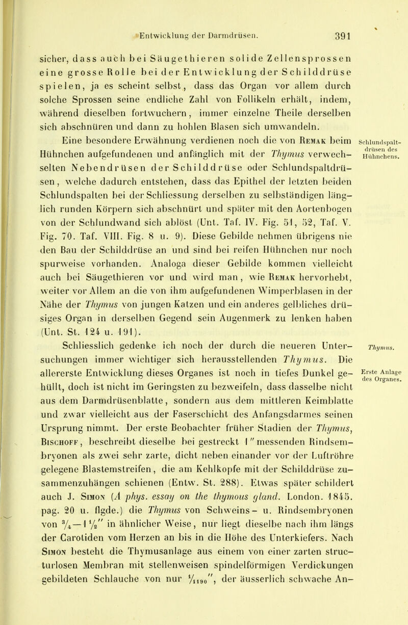 sicher, dass auch bei Säugethieren solide Zellensprossen eine grosse Rolle bei der Entwicklung der Schilddrüse spielen, ja es scheint selbst, dass das Organ vor allem durch solche Sprossen seine endliche Zahl von Follikeln erhält, indem, während dieselben fortwuchern, immer einzelne Theile derselben sich abschnüren und dann zu hohlen Blasen sich umwandeln. Eine besondere Erwähnung verdienen noch die von Remak beim schiundspait- Hühnchen aufgefundenen und anfänglich mit der Thymus verwech- Hühnchens, selten Nebendrüsen der Schi Idd rüse oder Schlundspaltdrü- sen , welche dadurch entstehen, dass das Epithel der letzten beiden Schlundspalten bei der Schliessung derselben zu selbständigen läng- lich runden Körpern sich abschnürt und später mit den Aortenbogen von der Schlundwand sich ablöst (Unt. Taf. IV. Fig. 51, 52, Taf. V. Fig. 70. Taf. VIII. Fig. 8 u. 9). Diese Gebilde nehmen übrigens nie den Bau der Schilddrüse an und sind bei reifen Hühnchen nur noch spurweise vorhanden. Analoga dieser Gebilde kommen vielleicht auch bei Säugethieren vor und wird man , wie Remak hervorhebt, weiter vor Allem an die von ihm aufgefundenen Wimperblasen in der Nähe der Thymus von jungen Katzen und ein anderes gelbliches drü- siges Organ in derselben Gegend sein Augenmerk zu lenken haben (Unt. St. \U u. 191). Schliesslich gedenke ich noch der durch die neueren Unter- Thymus. suchungen immer wichtiger sich herausstellenden Thymus. Die allererste Entwickluns; dieses Oreanes ist noch in tiefes Dunkel ae~ ^^^'^^^ Anlage o (jgg Organes. hüllt, doch ist nicht im Geringsten zu bezweifeln, dass dasselbe nicht aus dem Darmdrüsenblatte, sondern aus dem mittleren Keimblatle und zwar vielleicht aus der Faserschicht des Anfangsdarmes seinen Ursprung nimmt. Der erste Beobachter früher Stadien der Thymus^ BiSGHOFF, beschreibt dieselbe bei gestreckt 1  messenden Rindsem- bryonen als zwei sehr zarte, dicht neben einander vor der Luftröhre gelegene Blastemstreifen, die am Kehlkopfe mit der Schilddrüse zu- sammenzuhängen schienen (Entw. St. 288). Etwas später schildert auch J. Simon [A phys. essay on the thymous gland. London. 1845. pag. 20 u. flgde.) die Thymus von Schweins- u. Rindsembryonen von 1 Vs in ähnlicher Weise, nur liegt dieselbe nach ihm längs der Carotiden vom Herzen an bis in die Höhe des Unterkiefers. Nach Simon besteht die Thymusanlage aus einem von einer zarten struc- turlosen Membran mit stellenweisen spindelförmigen Verdickungen gebildeten Schlauche von nur Vueo, der äusserlich schwache An-