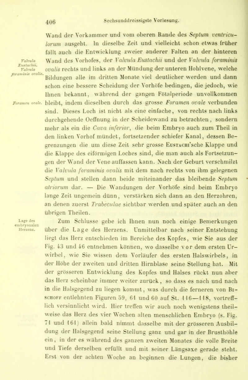 Wand der Vorkammer und vom oberen Rande des Sepiutn ventn'cii- lorum ausgeht. In dieselbe Zeit und vielleicht schon etwas früher fällt auch die Entwicklung zweier anderer Falten an der hinteren vaivuia Wand des Vorhofes, der Valvula Eustachii und der Valvula foraminis ^rliruia ovalis rechts und links an der Mündung der unteren Hohlvene, welche ^'^'^Bildungen alle im drillen Monate viel deutlicher werden und dann schon eine bessere Scheidung der Vorhöfe bedingen, die jedoch, wie Ihnen bekannt, während der gangen Fölalperiode unvollkommen Foramni orale, bleibt, iudcm dieselben durch das grosse Foramen ovale verbunden sind. Dieses Loch ist nicht als eine einfache, von rechts nach links durchgehende Oeflfnung in der Scheidewand zu betrachten, sondern mehr als ein die Cava inferior, die beim Embryo auch zum Theil in den linken Vorhof mündet, fortsetzender schiefer Kanal, dessen Be- grenzungen die um diese Zeit sehr grosse EusTACHi'sche Klappe und die Klappe des eiförmigen Loches sind, die man auch als Fortsetzun- gen der Wand der Vene auffassen kann. Nach der Geburt verschmilzt die Valvula foraminis ovalis mit dem nach rechts von ihm gelegenen Septum und stellen dann beide miteinander das bleibende Septum atriorum dar. — Die Wandungen der Vorhöfe sind beim Embryo lange Zeit ungemein dünn, verstärken sich dann an den Herzohren, an denen zuerst Traheculae sichtbar werden und später auch an den übrigen Theilen. Lage des Zum Schlussc ccbc ich Ihnen nun noch einiee Bemerkungen embryonalen «j Herzens. übcr die Lage des Herzens. Unmittelbar nach seiner Entstehung liegt das Herz entschieden im Bereiche des Kopfes, wie Sie aus der Fig. 43 und 46 entnehmen können, wo dasselbe vor dem ersten Ur- wirbel, wie Sie wissen dem Vorläufer des ersten Halswirbels, in der Höhe der zweiten und dritten Hirnblase seine Stellung hat. Mit der grösseren Entwicklung des Kopfes und Halses rückt nun aber das Herz scheinbar immer weiter zurück, so dass es nach und nach in die Halsgegend zu liegen kommt, was durch die ferneren von Bi- schoff entlehnten Figuren 59, 61 und 60 auf St. 116—1 18, vortreff- lich versinnlicht wird. Hier treffen wir auch noch wenigstens theil- weise das Herz des vier Wochen allen menschlichen Embryo (s. Fig. 71 und 161) allein bald nimmt dasselbe mit der grösseren Ausbil- dung der Halsgegend seine Stellung ganz und gar in der Brusthöhle ein, in der es während des ganzen zweiten Monates die volle Breite und Tiefe derselben erfüllt und mit seiner Längsaxe gerade sieht. Erst von der achten Woche an beginnen die Lungen, die bisher