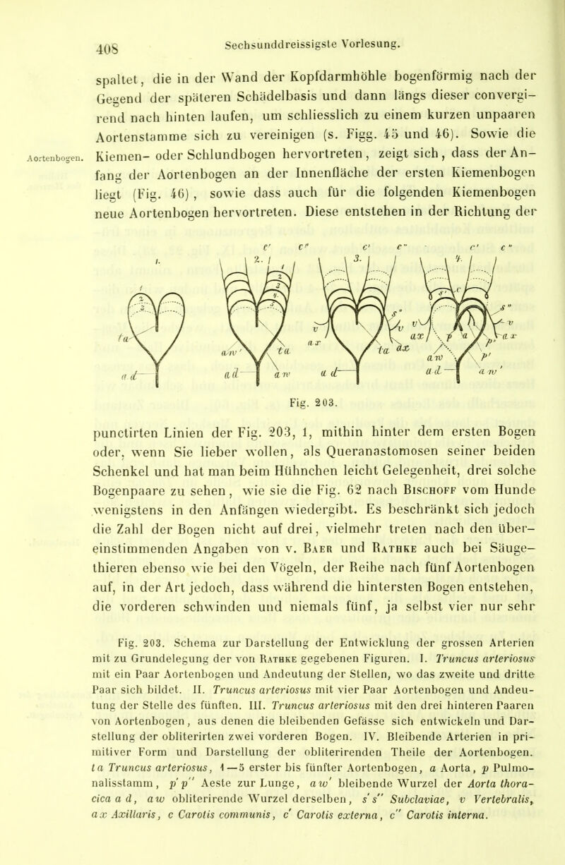 spaltet, die in der Wand der Kopfdarmhöhle bogenförmig nach der Gegend der späteren Schädelbasis und dann längs dieser convergi- rend nach hinten laufen, um schliesslich zu einem kurzen unpaaren Aortenstamme sich zu vereinigen (s. Figg. 45 und 46). Sowie die Aortenbogen. Kiemen- oder Schlundbogen hervortreten, zeigt sich , dass der An- fang der Aortenbogen an der Innenfläche der ersten Kiemenbogen liegt (Fig. 46) , sowie dass auch für die folgenden Kiemenbogen neue Aortenbogen hervortreten. Diese entstehen in der Richtung der C C c c ■ C c Fis. 203. punctirten Linien der Fig. 203, 1, mithin hinter dem ersten Bogen oder, wenn Sie lieber wollen, als Queranastomosen seiner beiden Schenkel und hat man beim Hühnchen leicht Gelegenheit, drei solche Bogenpaare zu sehen, w^ie sie die Fig. 62 nach Bischoff vom Hunde wenigstens in den Anfängen wiedergibt. Es beschränkt sich jedoch die Zahl der Bogen nicht auf drei, vielmehr treten nach den über- einstimmenden Angaben von v. Baer und Rathke auch bei Säuge- thieren ebenso wie bei den Vögeln, der Reihe nach fünf Aortenbogen auf, in der Art jedoch, dass während die hintersten Bogen entstehen, die vorderen schwinden und niemals fünf, ja selbst vier nur sehr Fig. 203. Schema zur Darstellung der Entwicklung der grossen Arterien mit zu Grundelegung der von Rathke gegebenen Figuren. I. Truncus arteriosus- mit ein Paar Aortenbogen und Andeutung der Stellen, wo das zweite und dritte Paar sich bildet. II. Truncus arteriosus mit vier Paar Aortenbogen und Andeu- tung der Stelle des fünften. III. Truncus arteriosus mit den drei hinteren Paaren von Aortenbogen , aus denen die bleibenden Gefässe sich entwickeln und Dar- stellung der obliterirten zwei vorderen Bogen. IV. Bleibende Arterien in pri- mitiver Form und Darstellung der obliterirenden Theile der Aortenbogen. ta Truncus arteriosus, 1—5 erster bis fünfter Aortenbogen, a Aorta, p Pulmo- nalisstamm, p p Aeste zur Lunge, aw' bleibende Wurzel der Aorta thora- cica ad, aw obliterirende Wurzel derselben, s's Subclaviae, v Vertebralis^ ax Axillaris, c Carotis communis, c Carotis externa, c Carotis interna.