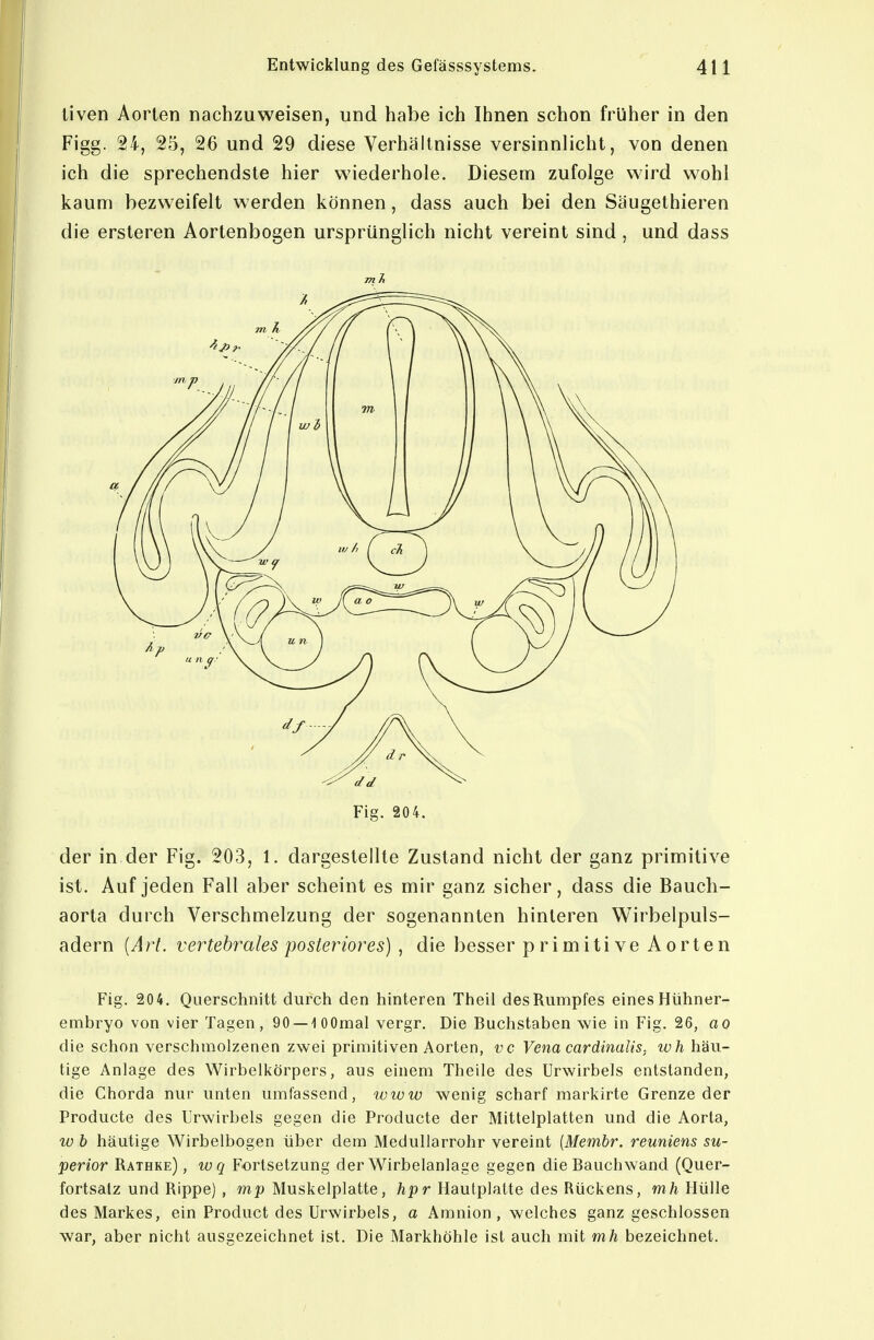 iiven Aorten nachzuweisen, und habe ich Ihnen schon früher in den Figg. 24, 25, 26 und 29 diese Verhältnisse versinnlicht, von denen ich die sprechendste hier wiederhole. Diesem zufolge wird wohl kaum bezweifelt werden können, dass auch bei den Säugethieren die ersteren Aortenbogen ursprünglich nicht vereint sind , und dass Fig. 204. der in der Fig. 203, 1. dargestellte Zustand nicht der ganz primitive ist. Auf jeden Fall aber scheint es mir ganz sicher, dass die Bauch- aorta durch Verschmelzung der sogenannten hinteren Wirbelpuls- adern [Art. Vertehrales posteriores) , die besser primitive Aorten Fig. 204. Querschnitt durch den hinteren Theil des Rumpfes eines Hühner- embryo von vier Tagen, 90 —lOOmal vergr. Die Buchstaben wie in Fig. 26, ao die schon verschmolzenen zwei primitiven Aorten, vc Vena cardinalis, wh häu- tige Anlage des Wirbelkörpers, aus einem Thelle des Urwirbels entstanden, die Chorda nur unten umfassend, www wenig scharf markirte Grenze der Producte des Urwirbels gegen die Producte der Mittelplatten und die Aorta, w b häutige Wirbelbogen über dem Medullarrohr vereint (Membr. reuniens su- perior Rathke) , wq Fortsetzung der Wirbelanlage gegen die Bauchwand (Quer- fortsaiz und Rippe) , Muskelplatte, /ipr Hautplatte des Rückens, w/j, Hülle des Markes, ein Product des Urwirbels, a Amnion , welches ganz geschlossen war, aber nicht ausgezeichnet ist. Die Markhöhle ist auch mit mh bezeichnet.