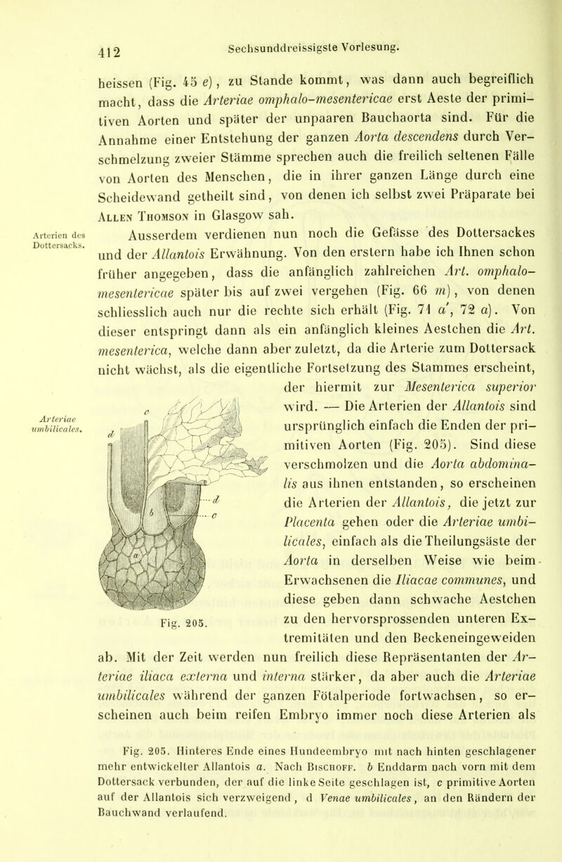 Arterien de Dottersacks Arteriae vmbilicales. heissen (Fig. 45 e), zu Stande kommt, was dann auch begreiflich macht, dass die Arteriae omphalo-mesentericae erst Aeste der primi- tiven Aorten und später der unpaaren Bauchaorta sind. Für die Annahme einer Entstehung der ganzen Aorta descendens durch Ver- schmelzung zweier Stämme sprechen auch die freilich seltenen Fälle von Aorten des Menschen, die in ihrer ganzen Länge durch eine Scheidewand getheilt sind, von denen ich selbst zwei Präparate bei Allen Thomson in Glasgow sah. Ausserdem verdienen nun noch die Gefässe des Dottersackes und der Allantois Erwähnung. Von den erstem habe ich Ihnen schon früher angegeben, dass die anfänglich zahlreichen Art. omphalo- mesentericae später bis auf zwei vergehen (Fig. 66 m), von denen schliesslich auch nur die rechte sich erhält (Fig. 71 a\ 72 a). Von dieser entspringt dann als ein anfänglich kleines Aestchen die Art. mesenterica, welche dann aber zuletzt, da die Arterie zum Dottersack nicht wächst, als die eigentliche Fortsetzung des Stammes erscheint, der hiermit zur Mesenterica superior wird. — Die Arterien der Allantois sind ursprünglich einfach die Enden der pri- mitiven Aorten (Fig. 205). Sind diese verschmolzen und die Aorta abdomina- lis aus ihnen entstanden, so erscheinen die Arterien der Allantois, die jetzt zur Placenta gehen oder die Arteriae umbi- licales, einfach als die Theilungsäste der Aorta in derselben Weise wie beim Erwachsenen die Iliacae communes, und diese geben dann schwache Aestchen zu den hervorsprossenden unteren Ex- tremitäten und den Beckeneingeweiden ab. Mit der Zeit werden nun freilich diese Bepräsentanten der Ar- teriae iliaca externa und interna stärker, da aber auch die Arteriae umbilicales während der ganzen Fötalperiode fortwachsen, so er- scheinen auch beim reifen Embryo immer noch diese Arterien als Fig. 205. Fig. 205. Hinteres Ende eines Hundeembryo mit nach tiinten geschlagener mehr entwickelter Allantois a. Nach Bischoff. b Enddarm nach vorn mit dem Dottersack verbunden, der auf die linke Seite geschlagen ist, c primitive Aorten auf der Allantois sich verzweigend , d Venae umbilicales, an den Rändern der Bauchwand verlaufend.