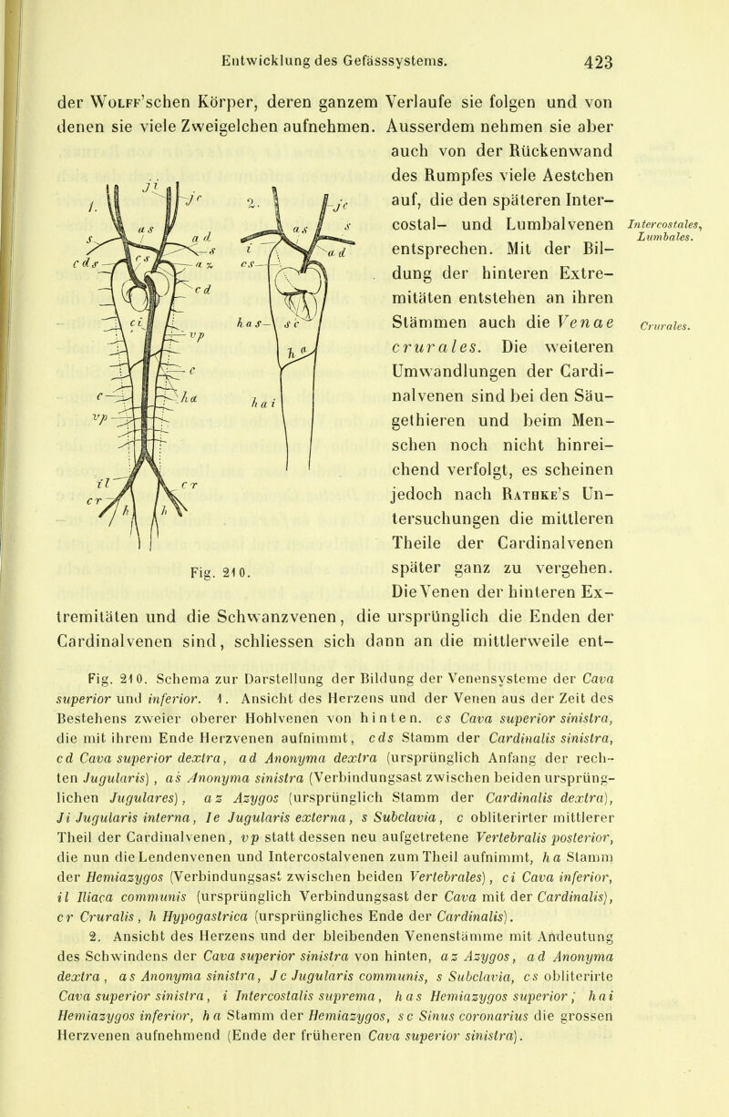 c di- der WoLFF'schen Körper, deren ganzem Verlaufe sie folgen und von denen sie viele Zweigelchen aufnehmen. Ausserdem nehmen sie aber auch von der Rückenw^and des Rumpfes viele Aestchen auf, die den späteren Inter- costal- und Lumbaivenen entsprechen. Mit der Ril- . dung der hinteren Extre- mitäten entstehen an ihren Stämmen auch die Venae er Ural es. Die v^'eiteren Umwandlungen der Cardi- nalvenen sind bei den Säu- gethieren und beim Men- schen noch nicht hinrei- chend verfolgt, es scheinen jedoch nach Rathke's Un- tersuchungen die mittleren Theile der Cardinalvenen später ganz zu vergehen. Die Venen der hinteren Ex- tremitäten und die Schwanzvenen, die ursprünglich die Enden der Cardinalvenen sind, schliessen sich dann an die mittlerweile ent- Fig. 210. Schema zur Darstellung der Bildung der Venensysteme der Cava superior und inferior. 1. Ansicht des Herzens und der Venen aus der Zeit des Bestehens zweier oberer Hohlvenen von hinten, es Cava superior sinistra, die mit ihrem Ende Herzvenen aufnimmt, cds Stamm der Cardinalis sinistra, cd Cava superior dexlra, ad Anonyma dextra (ursprünglich Anfang der rech- ten .lugularis) , as Anonyma sinistra (Verbindungsast zwischen beiden ursprüng- lichen Jugulares), az Azygos (ursprünglich Stamm der Cardinalis dextra), J i Jugularls interna, le Jugularis externa, s Subclavia, c obliterirter mittlerer Theil der Cardinalvenen, vp stattdessen neu aufgetretene Vertebralis posterior, die nun die Lendenvenen und Intercostalvenen zum Theil aufnimmt, ha Stamm der Hemiazygos (Verbindungsast zwischen beiden Vertebrales), ci Cava inferior, il Iliaca communis (ursprünglich Verbindungsast der Cam mit der CardmaZw), er Cruralis, h Hypogastrica (ursprüngliches Ende der Cardinalis). 2. Ansicht des Herzens und der bleibenden Venenstämme mit Andeutung des Schwindens der Cava superior sinistra von hinten, az Azygos, ad Anonyma dextra, as Anonyma sinistra, Jc Jugularis communis, s Subclavia, es obliterirte Cava superior sinistra, i Intercostalis suprema, has Hemiazygos superior I hat Hemiazygos inferior, ha Stamm der Hemiazygos, sc Sinus coronarius die grossen Herzvenen aufnehmend (Ende der früheren Cava superior sinistra). Fig. 210. Intercostales, Ltimhales. Crurales.