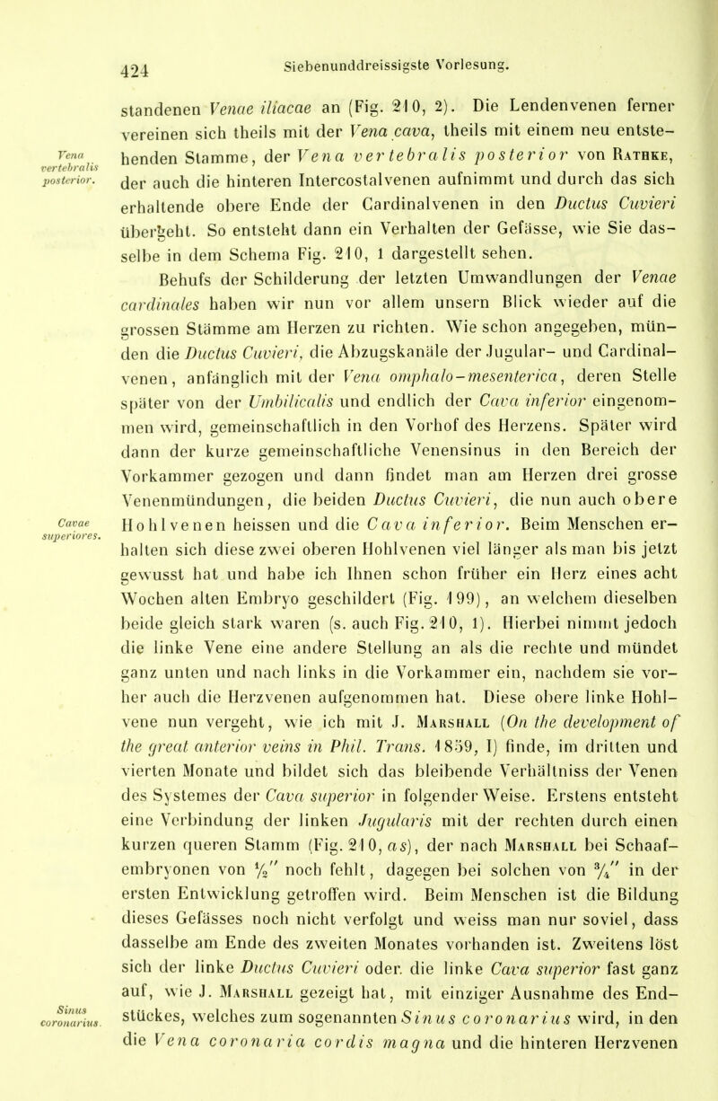 standenen Veiiae iliacae an (Fig. 210, 2). Die Lendenvenen ferner vereinen sich theils mit der Vena cava, Iheils mit einem neu entste- henden Stamme, der Veiia ver tebralis posterior von Rathke, vertehralis i i i i • posterior, ^jgp gy^jj jig hinteren Intercostalvenen aufnimmt und durch das sich erhaltende obere Ende der Cardinalvenen in den Ductus Cuvieri überseht. So entsteht dann ein Verhalten der Gefässe, wie Sie das- selbe in dem Schema Fig. 210, 1 dargestellt sehen. Behufs der Schilderung der letzten Umwandlungen der Venae cardinales haben wir nun vor allem unsern Blick wieder auf die grossen Stämme am Herzen zu richten. Wie schon angegeben, mün- den die Ductus Cuvieri, die Abzugskanäle derJugular- und Cardinal- venen, anfänglich mit der Veiia omphalo-mesenterica, deren Stelle später von der Umbiliccdis und endlich der Cava inferior eingenom- men wird, gemeinschaftlich in den Vorhof des Herzens. Später wird dann der kurze gemeinschaftliche Venensinus in den Bereich der Vorkammer gezogen und dann findet man am Herzen drei grosse Venenmündungen, die beiden Ductus Cuvieri, die nun auch obere cavae Hohlvcneu heissen und die Cava inferior. Beim Menschen er- superiores. halten sich diese zwei oberen Hohlvenen viel länger als man bis jetzt gewusst hat und habe ich Ihnen schon früher ein Herz eines acht Wochen alten Embryo geschildert (Fig. 199), an welchem dieselben beide gleich stark waren (s. auch Fig. 210, 1). Hierbei nimmt jedoch die linke Vene eine andere Stellung an als die rechte und mündet ganz unten und nach links in die Vorkammer ein, nachdem sie vor- her auch die Herzvenen aufgenommen hat. Diese obere linke Hohl- vene nun vergeht, wie ich mit J. Marshäll {On the development of the great anterior veins in Phil. Trans. 1859, I) finde, im dritten und vierten Monate und bildet sich das bleibende Verhältniss der Venen des Systemes der Cava superior in folgender Weise. Erstens entsteht eine Verbindung der linken Jugularis mit der rechten durch einen kurzen queren Stamm (Fig. 210, as), der nach Marshall bei Schaaf- embryonen von yJ' noch fehlt, dagegen bei solchen von % in der ersten Entwicklung getroffen wird. Beim Menschen ist die Bildung dieses Gefässes noch nicht verfolgt und weiss man nur soviel, dass dasselbe am Ende des zweiten Monates vorhanden ist. Zweitens löst sich der linke Ductus Cuvieri oder, die linke Cava superior fast ganz auf, wie J. Marshall gezeigt hat, mit einziger Ausnahme des End- cofoTdrius. Stückes, welches zum sogenannten8inus coronarius wird, in den die Vena coronaria cordis magna und die hinteren Herzvenen