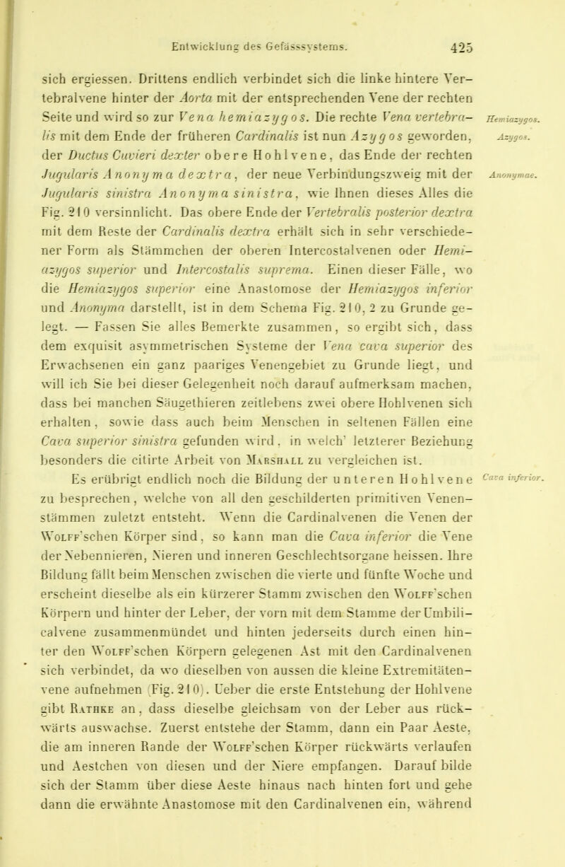 sich ergiessen. Drittens endlich verbindet sich die linke hintere Ver- tebralvene hinter der Aorta mit der entsprechenden Vene der rechten Seite und wird so zur Vena hemiazyg os. Die rechte Vena vertebra- Hemiazygos, Iis mit dem Ende der früheren Cardinalis ist nun Azygos geworden. ^y.^o?. der Ductus Cuvieri dexter obere Hohl vene, das Ende dei* rechten Ju/julnris A n o n y m a d e xtr a , der neue Yerbindungszweig mit der Anonymae, Jugularis sinistra Anonymasinistra, wie Ihnen dieses Alles die Fig. 210 versinnlicht. Das obere Ende der Vertebro.lis posterior dextra mit dem Reste der Cardiaalis dextra erhält sich in sehr verschiede- ner Form als Stäramchen der oberen Intercostalvenen oder Herni- cizyyos superior und Intercostalis suprerna. Einen dieser Fälle, wo die Hemiazygos superior eine Anastomose der Herniazygos inferior und Anonyrna darstellt, ist in dem Schema Fig. 210. 2 zu Grunde ge- legt. — Fassen Sie alles Bemerkte zusammen, so ergibt sich, dass dem exquisit asymmetrischen Systeme der Vena Cava superior des Erwachsenen ein ganz paariges Venengebiet zu Grunde liegt, und will ich Sie bei dieser Gelegenheit noch darauf aufmerksam machen, dass bei manchen Säugethieren zeitlebens zwei obere Hohlvenen sich erhalten, sowie dass auch beim Menschen in seltenen Fällen eine Cava superior sinistra gefunden wird, in welch letzterer Beziehung besonders die citirte Arbeit von Marshall zu vergleichen ist. Es erübrigt endlich noch die Bildung der unteren Hohlvene in/erior. zu besprechen, welche von all den geschilderten primitiven Venen- stämmen zuletzt entsteht. Wenn die Cardinalvenen die Venen der WoLFp'schen Körper sind, so kann man die Cava inferior die Vene der Nebennieren, Xieren und inneren Geschlechtsorgane heissen. Ihre Bildung fällt beim Menschen zwischen die vierte und fünfte Woche und erscheint dieselbe als ein kürzerer Stamm zwischen den WoLFF'schen Körpern und hinter der Leber, der vorn mit dem Stamme derUmbili- calvene zusammenmündet und hinten jederseits durch einen hin- ter den WoLFP'schen Körpern gelegenen Ast mit den Cardinalvenen sich verbindet, da wo dieselben von aussen die kleine Extremitäten- vene aufnehmen Fig. 2! 0 . Ueber die erste Entstehung der Hohlvene gibt Rathke an, dass dieselbe gleichsam von der Leber aus rück- wärts auswachse. Zuerst entstehe der Stamm, dann ein Paar Aeste, die am inneren Rande der WoLFF'schen Körper rückwärts verlaufen und Aestchen von diesen und der Niere empfangen. Darauf bilde sich der Stamm über diese Aeste hinaus nach hinten fort und gehe dann die erwähnte Anastomose mit den Cardinalvenen ein, während