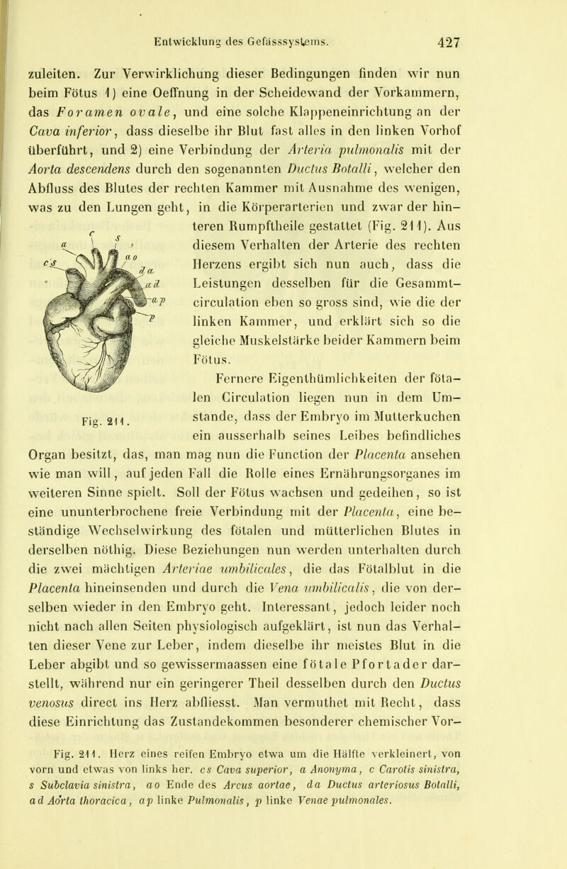 zuleiten. Zur Verwirklichung dieser Bedingungen finden wir nun beim Fötus 1) eine Oeffnung in der Scheidewand der Vorkammern, das Foramen ovale, und eine solche Klappeneinrichtung an der Cava inferior, dass dieselbe ihr Blut fast alles in den linken Vorhof überführt, und 2) eine Verbindung der Arteria pulmonalis mit der Aorta descendens durch den sogenannten Ductus Botalli, welcher den Abfluss des Blutes der rechten Kammer mit Ausnahme des wenigen, was zu den Lungen geht, in die Körperarterien und zwar der hin- teren Rumpftheile gestattet (Fig. 211). Aus diesem Verhalten der Arterie des rechten Herzens ergibt sich nun auch^ dass die Leistungen desselben für die Gesammt- circulation eben so gross sind, wie die der linken Kammer, und erklärt sich so die gleiche Muskelstärke beider Kammern beim Fötus. Fernere Eigenthümlichkeiten der föta- len Circulation liegen nun in dem Um- Pig Stande, dass der Embryo im Mutterkuchen ein ausserhalb seines Leibes befindliches Organ besitzt, das, man mag nun die Function der Placenta ansehen wie man will, auf jeden Fall die Rolle eines Ernährungsorganes im weiteren Sinne spielt. Soll der Fötus w^achsen und gedeihen, so ist eine ununterbrochene freie Verbindung mit der Placenta, eine be- ständige Wechselwirkung des fötalen und mütterlichen Blutes in derselben nöthig. Diese Beziehungen nun werden unterhalten durch die zwei mächtigen Arteiiae umbilicales, die das Fötalblut in die Placenta hineinsenden und durch die Vena umhilicalis, die von der- selben wieder in den Embryo geht. Interessant, jedoch leider noch nicht nach allen Seiten physiologisch aufgeklärt, ist nun das Verhal- ten dieser Vene zur Leber, indem dieselbe ihr meistes Blut in die Leber abgibt und so gewissermaassen eine fötale Pfortader dar- stellt, während nur ein geringerer Theil desselben durch den Ductus venosus direct ins Herz abfliesst. Man vermuthet mit Recht, dass diese Einrichtung das Zustandekommen besonderer chemischer Vor- Fig. 21 i. Herz eines reifen Embryo etwa um die Hälfte verkleinert, von vorn und etwas von links her. es Cava superior, a Anonyma, c Carotis sinistra, s Subclavia sinistra, ao Ende des Arcus aortae, da DuctMS arteriosus Botalli, ad Aorta tfioracica, ap linke Pulmonalis, p linke Venae pulmonales.