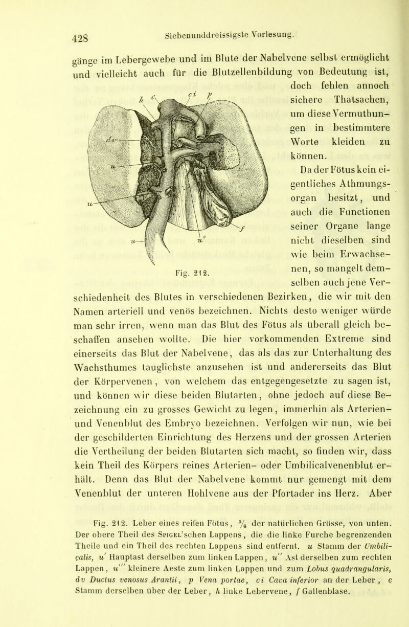 gänge im Lebergewebe und im Blute der Nabelvene selbst ermöglicht und vielleicht auch für die Blutzellenbildung von Bedeutung ist, doch fehlen annoch schiedenheit des Blutes in verschiedenen Bezirken, die wir mit den Namen arteriell und venös bezeichnen. Nichts desto weniger würde man sehr irren, wenn man das Blut des Fötus als überall gleich be- schaffen ansehen wollte. Die hier vorkommenden Extreme sind einerseits das Blut der Nabelvene, das als das zur Unterhaltung des Wachsthumes tauglichste anzusehen ist und andererseits das Blut der Körpervenen , von welchem das entgegengesetzte zu sagen ist, und können wir diese beiden Blutarten, ohne jedoch auf diese Be- zeichnung ein zu grosses Gewicht zu legen, immerhin als Arterien- und Venenblut des Embryo bezeichnen. Verfolgen wir nun, wie bei der geschilderten Einrichtung des Herzens und der grossen Arterien die Vertheilung der beiden Blutarten sich macht, so finden wir, dass kein Theil des Körpers reines Arterien- oder Umbilicalvenenblut er- hält. Denn das Blut der Nabelvene kommt nur gemengt mit dem Venenblut der unteren Hohl vene aus der Pfortader ins Herz. Aber Fig. 212. Leber eines reifen Fötus, % tler natürlichen Grösse, von unten. Der obere Theil des SpiGEL'schen Lappens, die die linke Furche begrenzenden Theile und ein Theil des rechten Lappens sind entfernt, u Stamm der Umbili- calis, u Hauptast derselben zum linken Lappen , u Ast derselben zum rechten Lappen , u kleinere Aeste zum linken Lappen und zum Lobus quadrangularis, dv Ductus venosus Arantii, p Venaportae, ci Cava inferior an der Leber , c Stamm derselben über der Leber, /i linke Lebervene, /Gallenblase. sichere Thatsachen, um diese Vermuthun- gen in bestimmtere Worte kleiden zu können. Da derFötuskein ei- gentliches Athmungs- organ besitzt, und auch die Functionen seiner Organe lange nicht dieselben sind wie beim Erwachse- nen, so mangelt dem- selben auch jene Ver-