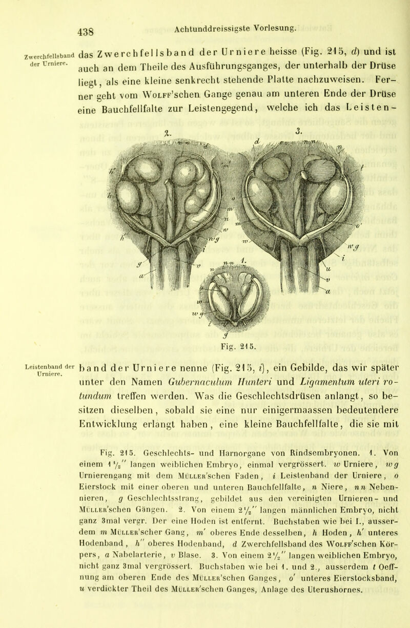 erchfellsband der Urniere heisse (Fig. 215, d) und ist der Urniere. -jj (jem Thcilc des Ausführungsgangcs, der unterhalb der Drüse Zwerchfellsband daS Z W auc liegt, als eine kleine senkrecht stehende Platte nachzuweisen. Fer- ner geht vom WoLFP'schen Gange genau am unteren Ende der Drüse eine Bauchfellfalte zur Leistengegend, welche ich das Leisten- Leisten^band der haud der Umicre nenne (Fig. 215, i], ein Gebilde, das wir später unter den Namen Gubernaculum Himteri und Ligamentum uteri ro- timdum treffen werden. Was die Geschlechtsdrüsen anlangt, so be- sitzen dieselben, sobald sie eine nur einigermaassen bedeutendere Entwicklung erlangt haben, eine kleine Bauchfellfalte, die sie mit Flg. 215. Geschlechts- und Harnorgane von Rindsembryonen. 1. Von einem 4 % langen weiblichen Embryo, einmal vergrössert. m; Urniere, wg Urnierengang mit dem MüLLER'schen Faden , i Leistenband der Urniere , o Eierstock mit eineroberen und unteren Bauchfellfalte, n Niere, wri Neben- nieren, g Geschlechtsstrang, gebildet aus den vereinigten Urnieren- und MüLLER'schen Gängen. 2. Von einem 2'/j langen männlichen Embryo, nicht ganz 3mal verer. Der eine Hoden ist entfernt. Buchstaben wie bei I., ausser- dem w MüLLER'scher Gang, m' oberes Ende desselben, h Hoden, /i' unteres Hodenband , h oberes Hodenband, d Zwerchfellsband des WoLFp'schen Kör- pers, a Nabelarterie, v Blase. 3. Von einem langen weiblichen Embryo, nicht ganz 3mal vergrössert. Buchstaben wie bei 1. und 2., ausserdem t Oeff- nung am oberen Ende des MüLLER'schen Ganges, o' unteres Eierstocksband, u verdickter Theil des MüLLER'schen Ganges, Anlage des Uterushornes.