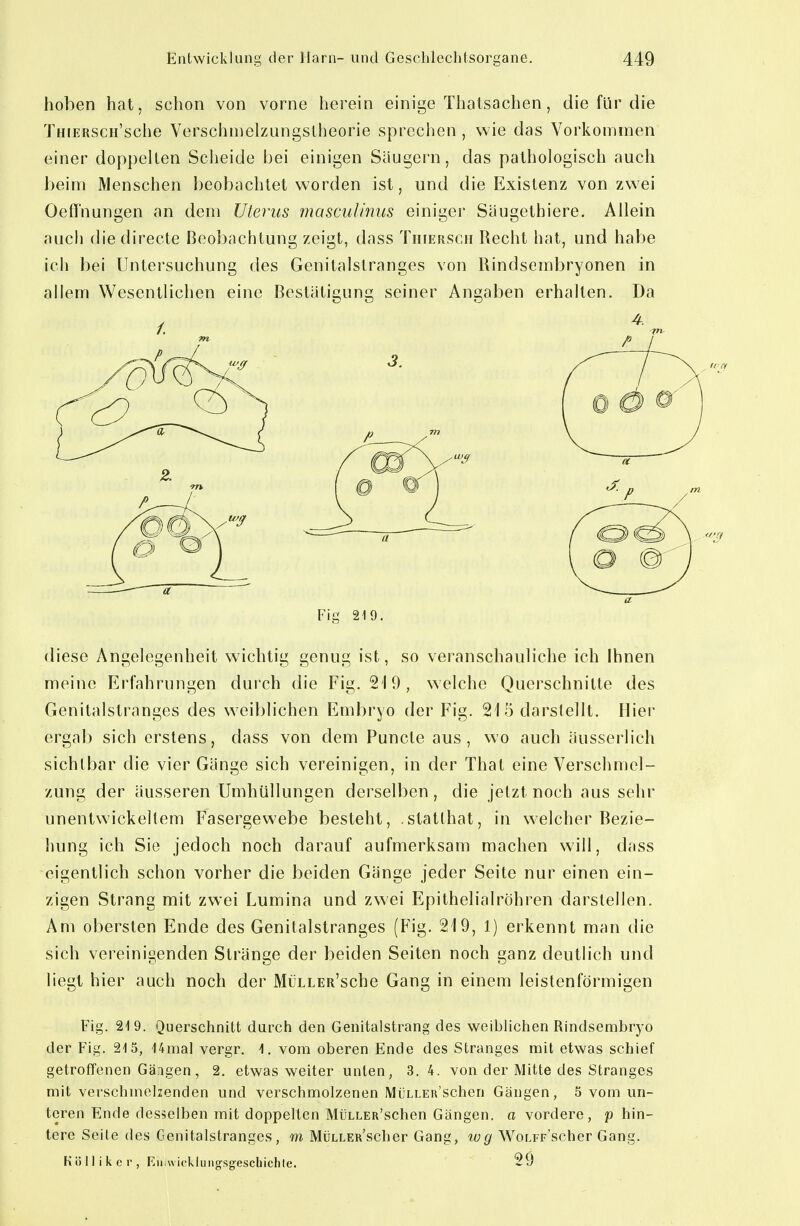 hoben hat, schon von vorne herein einige Thatsachen, die für die THiERSCii'sche Verschnielzungslheorie sprechen , wie das Vorkommen einer dop})ellen Scheide bei einigen Säugern, das pathologisch auch Ijeini Menschen beobachtet worden ist, und die Existenz von zwei Oeffnungen an dem Uterus mascul/mis einiger Säugethiere. Allein auch die directe Beobachtung zeigt, dass Tiheksch Recht hat, und habe ich bei Untersuchung des Genitalslranges von Rindsembryonen in allem Wesentlichen eine Bestätigung seiner Angaben erhalten. Da diese Angelegenheit wichtig genug ist, so veranschauliche ich Ihnen meine Erfahrungen durch die Fig. 219, welche Querschnitte des Genitalstranges des weiblichen Embryo der Fig. 21 5 darstellt. Hier ergab sich erstens, dass von dem Puncte aus, wo auch äusserlich sichtbar die vier Gänge sich vereinigen, in der That eine Verschmel- zung der äusseren Umhüllungen derselben, die jetzt noch aus sehr unentwickeltem Fasergewebe besteht, .statthat, in welcher Bezie- hung ich Sie jedoch noch darauf aufmerksam machen will, dass eigentlich schon vorher die beiden Gänge jeder Seite nur einen ein- zigen Strang mit zwei Lumina und zwei Epithelialröhren darstellen. Am obersten Ende des Genitalstranges (Fig. 219, 1) erkennt man die sich vereinigenden Stränge der beiden Seiten noch ganz deutlich und liegt hier auch noch der MüLLER'sche Gang in einem leistenförmigen Fig. 219. Querschnitt durch den Genitalstrang des weiblichen Rindsembryo der Fig. 215, Umal vergr. 1. vom oberen Ende des Stranges mit etwas schief getroffenen Gängen, 2. etwas weiter unten, 3. 4. von der Mitte des Stranges mit verschmelzenden und verschmolzenen MüLLER'schen Gängen, 5 vom un- teren Ende desselben mit doppelten MüLLER'schen Gängen, a vordere, p hin- tere Seite des Genitalstranges, m MüLLER'scher Gang, wg WoLFp'scher Gang. K 0 11 i k c r , Eiuwickluiig'sg'escliichte. 29 Fig 219.