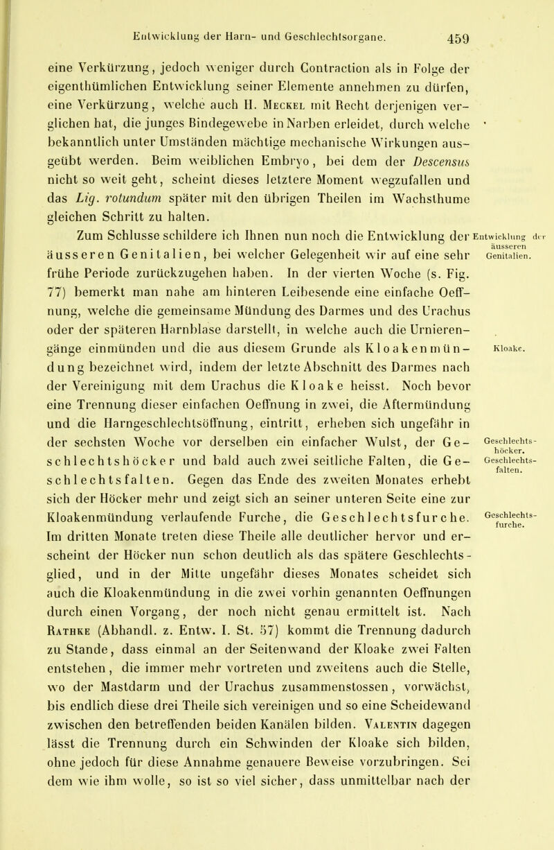 eine Verkürzung, jedoch weniger durch Contraction als in Folge der eigenthümlichen Entwicklung seiner Elemente annehmen zu dürfen, eine Verkürzung, \Yelche auch H. Meckel mit Recht derjenigen ver- glichen hat, die junges Bindegewebe in Narben erleidet, durch welche bekanntlich unter Umständen mächtige mechanische Wirkungen aus- geübt w^erden. Beim weiblichen Embryo , bei dem der Descensus nicht so weit geht, scheint dieses letztere Moment wegzufallen und das Lig. rotundum später mit den übrigen Theilen im Wachsthume gleichen Schritt zu halten. Zum Schlüsse schildere ich Ihnen nun noch die Entwicklung derEntw äusseren Genitalien, bei welcher Gelegenheit wir auf eine sehr frühe Periode zurückzugehen haben. In der vierten Woche (s. Fig. 77) bemerkt man nahe am hinteren Leibesende eine einfache Oeff- nung, welche die gemeinsame Mündung des Darmes und des Urachus oder der späteren Harnblase darstellt, in welche auch die Urnieren- gänge einmünden und die aus diesem Grunde als Kloakenmün- dung bezeichnet w ird, indem der letzte Abschnitt des Darmes nach der Vereinigung mit dem Urachus die Kloake heisst. Noch bevor eine Trennung dieser einfachen Oeffnung in zwei, die Aftermündung und die Harngeschlechtsöffnung, eintritt, erheben sich ungefähr in der sechsten Woche vor derselben ein einfacher Wulst, der Ge- schlechtshöcker und bald auch zwei seitliche Falten, die Ge- schlechtsfalten. Gegen das Ende des zweiten Monates erhebt sich der Höcker mehr und zeigt sich an seiner unteren Seite eine zur Kloakenmündung verlaufende Furche, die Geschlechtsfurche. Im dritten Monate treten diese Theile alle deutlicher hervor und er- scheint der Höcker nun schon deutlich als das spätere Geschlechts- glied, und in der Mitte ungefähr dieses Monates scheidet sich auch die Kloakenmündung in die zwei vorhin genannten Oeffnungen durch einen Vorgang, der noch nicht genau ermittelt ist. Nach Rathke (Abhandl. z. Entw\ I. St. 57) kommt die Trennung dadurch zustande, dass einmal an der Seitenwand der Kloake zwei Falten entstehen, die immer mehr vortreten und zweitens auch die Stelle, w^o der Mastdarm und der Urachus zusammenstossen, verwächst^ bis endlich diese drei Theile sich vereinigen und so eine Scheidewand zwischen den betreffenden beiden Kanälen bilden. Valentin dagegen lässt die Trennung durch ein Schwinden der Kloake sich bilden, ohne jedoch für diese Annahme genauere Beweise vorzubringen. Sei dem wie ihm wolle, so ist so viel sicher, dass unmittelbar nach der äusseren Genitalien. Geschlechts höcker. Geschlechts falten. Geschlechts furche.