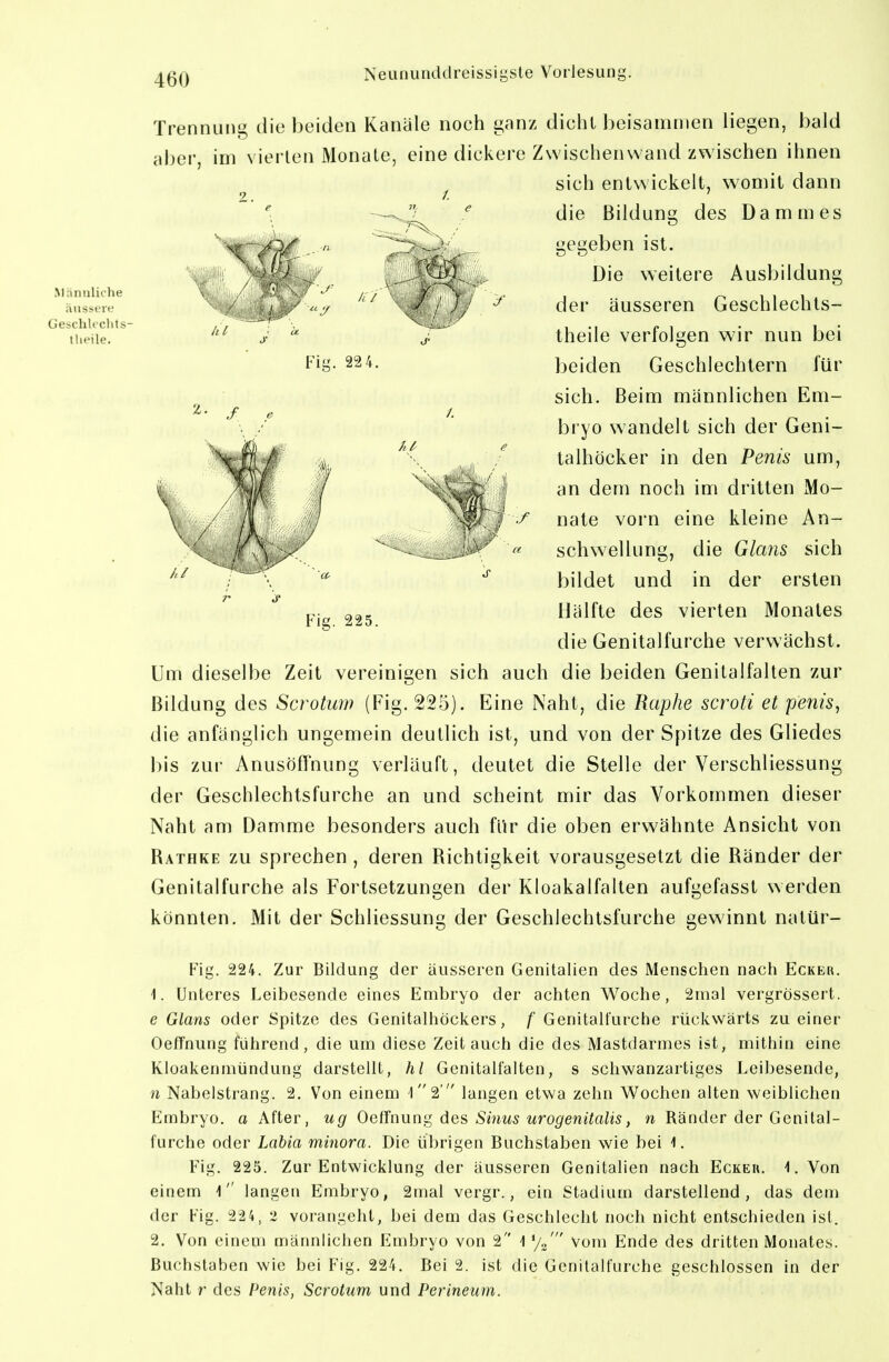 Männliche ansseie Geschlechts theile. Trennung die beiden Kanäle noch ganz dicht beisammen liegen, bald aber, im vierten Monate, eine dickere Zwischenwand zwischen ihnen sich entwickelt, womit dann die Bildung des Dammes gegeben ist. Die weitere Ausbildung ^ der äusseren Geschlechts- theile verfolgen wir nun bei beiden Geschlechtern für sich. Beim männlichen Em- .f e 1. ' / bryo wandelt sich der Geni- ^\ ^ talhöcker in den Venia um, an dem noch im dritten Mo- nale vorn eine kleine An- Schwellung, die Glam sich bildet und in der ersten ^ 225 Hälfte des vierten Monates die Genitalfurche verwächst. Um dieselbe Zeit vereinigen sich auch die beiden Genitalfalten zur Bildung des Scrotum (Fig. 225). Eine Naht, die Raphe scroti et penis^ die anfänglich ungemein deutlich ist, und von der Spitze des Gliedes bis zur Anusöffnung verläuft, deutet die Stelle der Verschliessung der Geschlechtsfurche an und scheint mir das Vorkommen dieser Naht am Damme besonders auch für die oben erwähnte Ansicht von Rathke zu sprechen , deren Richtigkeit vorausgesetzt die Ränder der Genitalfurche als Fortsetzungen der Kloakalfalten aufgefasst werden könnten. Mit der Schliessung der Geschlechtsfurche gewinnt natür- Fig. 224. Zur Bildung der äusseren Genitalien des Menschen nach Ecker. 1. Unteres Leibesende eines Embryo der achten Woche, 2m3l vergrössert. e Glans oder Spitze des Genitalhöckers, f Genitalfurche rückwärts zu einer Oeffnung führend, die um diese Zeit auch die des Mastdarmes ist, mithin eine Kloakenniiindung darstellt, hl Genitalfalten, s schwanzartiges Leibesende, n Nabelstrang. 2. Von einem l2' langen etwa zehn Wochen alten weiblichen Embryo, a After, ug Oethmnir, des Sinus urogenitalis, n Ränder der Genital- furche oder Labia minora. Die übrigen Buchstaben wie bei -1. Fig. 225. Zur Entwicklung der äusseren Genitalien nach Ecke«. 1. Von einem T' langen Embryo, 2mal vergr., ein Stadium darstellend, das dem der Fig. 224, 2 vorangeht, bei dem das Geschlecht noch nicht entschieden ist. 2. Von einem männlichen Embryo von 2 1'/o  Vom Ende des dritten Monates. Buchstaben wie bei Fig. 224. Bei 2. ist die Genilalfurche geschlossen in der Naht r des Penis, Scrotum und Perineum.