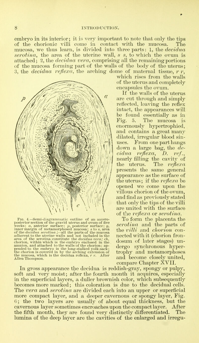 embryo in its interior; it is very important to note that only the tips of the chorionic villi come in contact with the mucosa. The mucosa, we thus learn, is divided into three parts: 1, the decidua serotina, the area of the uterine wall, s s, to Vfhich the ovum is attached; 2, the decidua vera, comprising all the remaining portions of the mucosa forming part of the walls of the body of the uterus; 3, the decidua reflexa, the arching dome of maternal tissue, r r, which rises from the walls of the uterus and completely encapsules the ovum. If the walls of the uterus are cut through and simply reflected, leaving the reflex intact, the appearances will be found essentially as in Fig. 5. The mucosa is enormously hypertrophied, and contains a great many dilated, irregular blood sin- uses. From one part hangs down a large bag, the de- cidua reflexa, D. ref., nearly filling the cavity of the uterus. The reflex a presents the same general appearance as the surface of the uterus; if the reflexa be opened we come upon the villous chorion of the ovum, and find as previously stated that only the tips of the villi are united with the surface of the reflexa or serotina. To form the placenta the serotina and the parts of the villi and chorion con- nected with it (chorion fron- dosum of later stages) un- dergo synchronous hyper- trophy and metamorphoses and become closely united, compare Chapter XYII. In gross appearance the decidua is reddish-gray, spongy or pulpy, soft and very moist; after the fourth month it acquires, especially in the superficial layers, a duller brownish color, which subsequently becomes more marked; this coloration is due to the decidual cells. The vera and serotina are divided each into an upper or superficial more compact layer, and a deeper cavernous or spongy layer. Fig. 6; the two layers are usually of about equal thickness, but the cavernous layer sometimes encroaches upon the compact layer. After the fifth month, they are found very distinctly differentiated. The lumina of the deep layer are the cavities of the enlarged and irregu- FiG. 4.—Semi-diagramniatie outline of au autero- posterior section of the gravid uterus and ovum of five weeks; a, anterior surface; p, posterior surface; inner margin of metamorphosed mucosa; s to s, area of the decidua serotina ;—all the parts of the mucosa adherent to the uterine walls and not included in the area of the serotina constitute the decidua vera; ch, chorion, within which is the embryo enclosed in the amnion, and attached to the walls of the chorion; ap- pended to the embryo is the long-stalked yolk-sack; the chorion is covered in by the arching extension of the mucosa, which is the decidua reflexa, r r. After Allen Thompson.