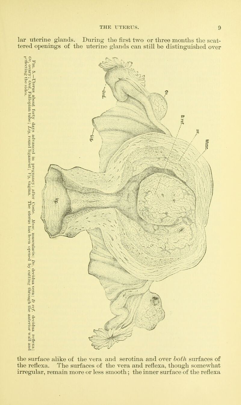 lar uterine glands. During the first two or three months the scat- tered openings of the uterine glands can still be distinguished over the surface alike of the vera and serotina and over both surfaces of the reflexa. The surfaces of the vera and reflexa, though somewhat irregular, remain more or less smooth; the inner surface of the reflexa