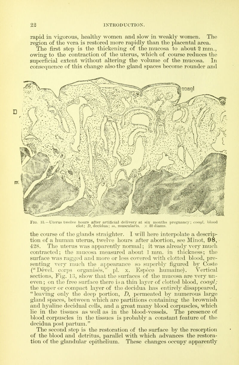 rapid in vigorous, healthy women and slow in weakly women. The region of the vera is restored more rapidly than the placental area. The first step is the thickening of the mucosa to about 2 mm., owing to the contraction of the uterus, which of course reduces the superficial extent without altering the volume of the mucosa. In consequence of this change also the gland spaces become rounder and Fig. 13.—Uterus twelve hours after artificial delivery at six months pregnancy; coagl, blood clot; D, decidua; v>i, muscularis. x 22 diams. the course of the glands straighter. I will here interpolate a descrip- tion of a human uterus, twelve hours after abortion, see Minot, 98, 428. The uterus was apparently normal; it was already very much contracted; the mucosa measured about 1 mm. in thickness; the surface was ragged and more or less covered with clotted blood, pre- senting very much the appearance so superbly figured by Coste (Devel. corps organises, pi. x. Espece humaine). Vertical sections. Fig. 13, show that the surfaces of the mucosa are very un- even ; on the free surface there is a thin layer of clotted blood, coagl; the upper or compact layer of the decidua has entirely disappeared, leaving only the deep portion, D, permeated by numerous large gland spaces, between which are partitions containing the brownish and hyaline decidual cells, and a great many blood corpuscles, which lie in the tissues as well as in the blood-vessels. The presence of blood corpuscles in the tissues is probably a constant feature of the decidua post partum. The second step is the restoration of the surface by the resorption of the blood and detritus, parallel with which advances the restora- tion of the glandular epithelium. These changes occupy apparently