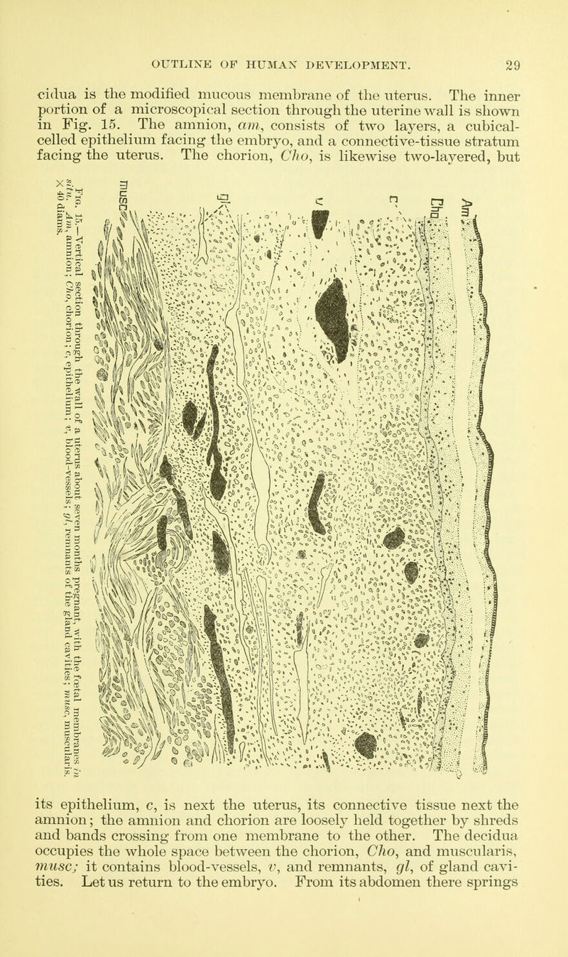 cidua is the modified mucous membrane of the uterus. The inner portion of a microscopical section through the uterine wall is shown in Fig. 15. ^ The amnion, am, consists of two layers, a cubical- celled epithelium facing the embryo, and a connective-tissue stratum facing the uterus. The chorion, Cho, is likewise two-layered, but its epithelium, c, is next the uterus, its connective tissue next the amnion; the amnion and chorion are loosely held together by shreds and bands crossing from one membrane to the other. The decidua occupies the whole space between the chorion, Cho, and muscularis, muse; it contains blood-vessels, v, and remnants, gl, of gland cavi- ties. Let us return to the embryo. From its abdomen there springs