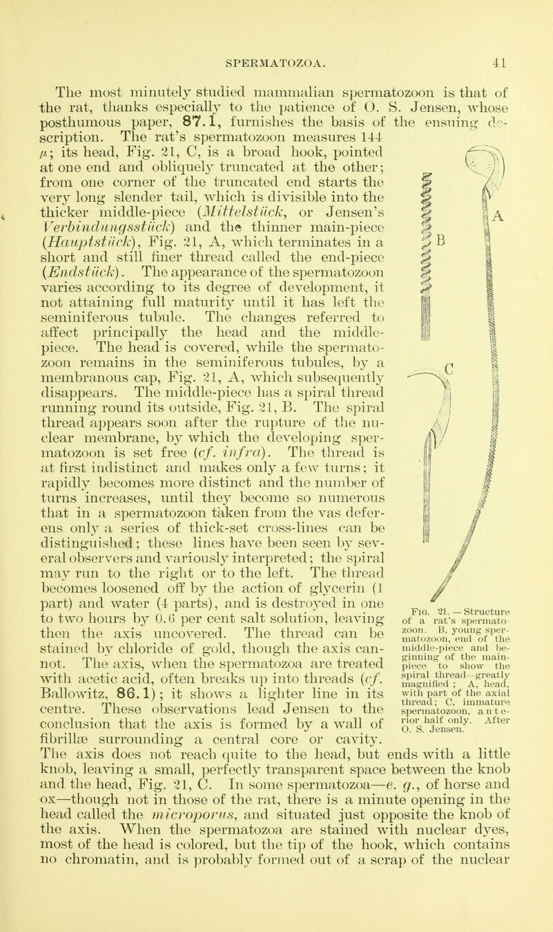 The most minutely studied mammalian spermatozoon is that of the rat, thanks especially to the patience of O. S. Jensen, whose posthumous paper, 87.1, furnishes the basis of the ensuing de- scription. The rat's spermatozoon measures 144 ii\ its head, Fig. 21, C, is a broad hook, pointed atone end and obliquely truncated at the other; ^\ ) j from one corner of the truncated end starts the ^ A ' very long slender tail, which is divisible into the ^ f^' thicker middle-piece {Mittelstilck, or Jensen's Verhindiingsstiick) and the thinner main-piece (Hauptstilck), Fig. 21, A, which terminates in a short and still finer thread called the end-piece {Endstiick). The appearance of the spermatozoon varies according to its degree of development, it not attaining full maturity until it has left the seminiferous tubule. The changes referred to affect principally the head and the middle- piece. The head is covered, while the spermato- zoon remains in the seminiferous tubules, by a membranous cap. Fig. 21, A, which subsequently disappears. The middle-piece has a spiral thread running round its outside, Fig. 21, B. The spiral thread appears soon after the rupture of tlie nu- clear membrane, by which the developing sper- matozoon is set free (cf. infra). The thread is at first indistinct and makes only a few turns; it rapidly becomes more distinct and the number of turns increases, until they become so numerous that in a spermatozoon taken from the vas defer- ens only a series of thick-set cross-lines can be distinguished; these lines have been seen by sev- eral observers and variously interpreted; the spiral may run to the right or to the left. The thread becomes loosened off by the action of glycerin (1 part) and water (4 parts), and is destroyed in one to two hours by O.G per cent salt solution, leaving then the axis uncovered. The thread can be stained by chloride of gold, though the axis can- not. The axis, when the spermatozoa are treated with acetic acid, often breaks up into threads (cf. Ballowitz, 86.1); it shows a lighter line in its centre. These observations lead Jensen to the conclusion that the axis is formed by a wall of fibrillse surrounding a central core or cavity. The axis does not reach quite to the head, but ends with a little knob, leaving a small, perfectly transparent space between the knob and the head. Fig. 21, C. In some spermatozoa—e. g., of horse and ox—though not in those of the rat, there is a minute opening in the head called the microporiis, and situated just opposite the knob of the axis. When the spermatozoa are stained with nuclear dyes, most of the head is colored, but the tip of the hook, which contains no chromatin, and is probably formed out of a scrap of the nuclear Fig. 21.—Structure of a rat's spermato zoon. B, young sper- matozoon, end of the middle-piece and be- ginning of the main- piece to show the spiral thread—greatly magnified ; A, head, with part of the axial thread; C, immature spermatozoon, a n t e- rior half only. After O. S. Jensen.